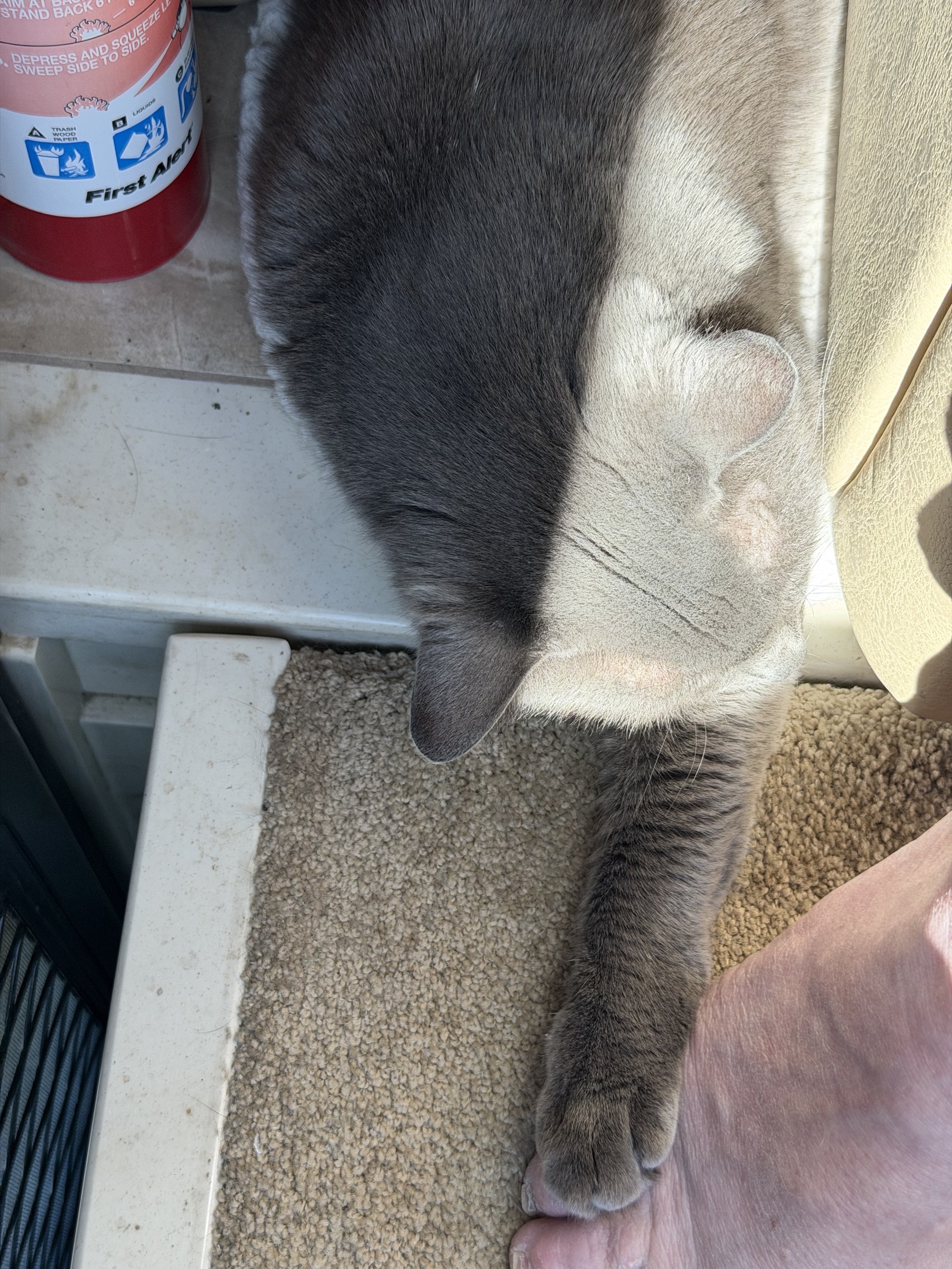 Paladin touching my foot