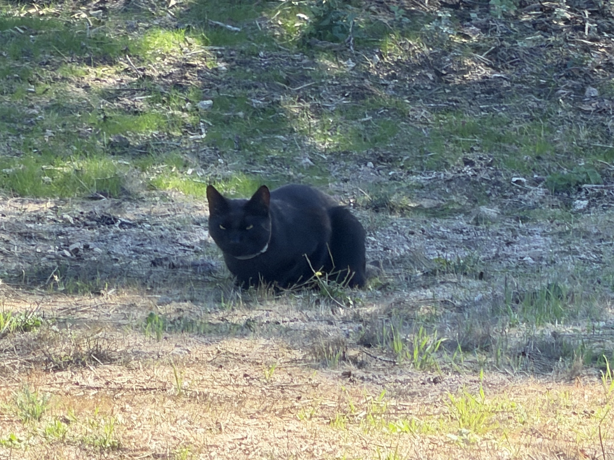 Feral cat