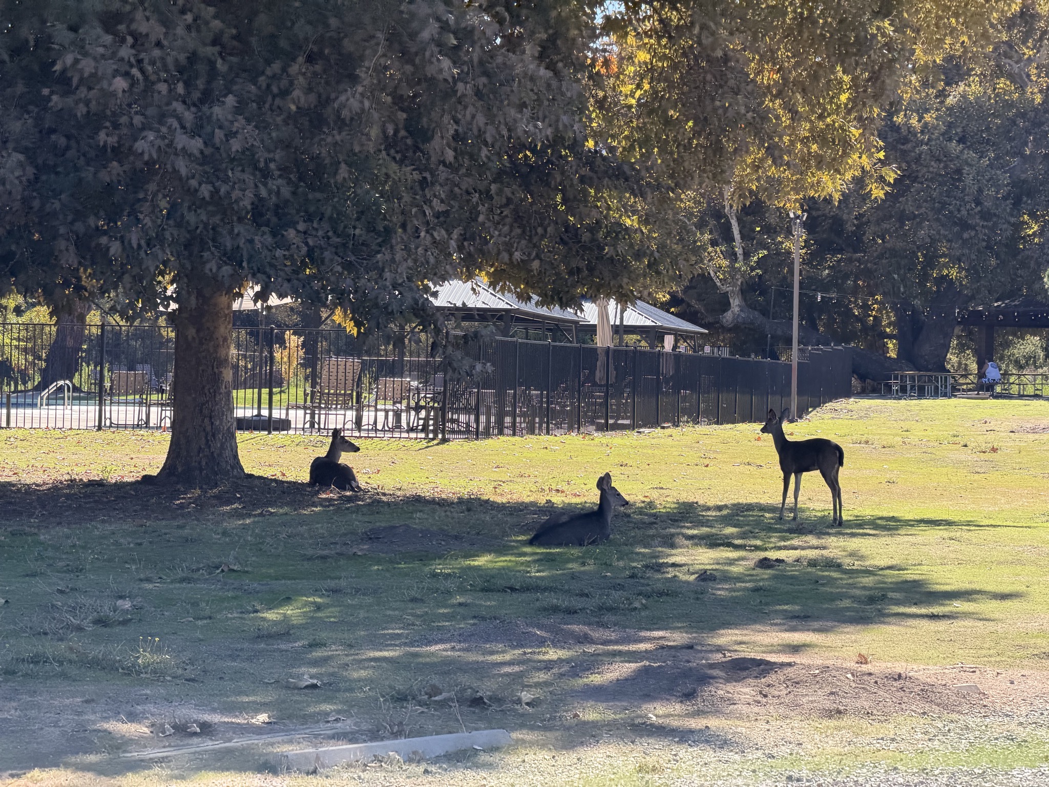 Deer