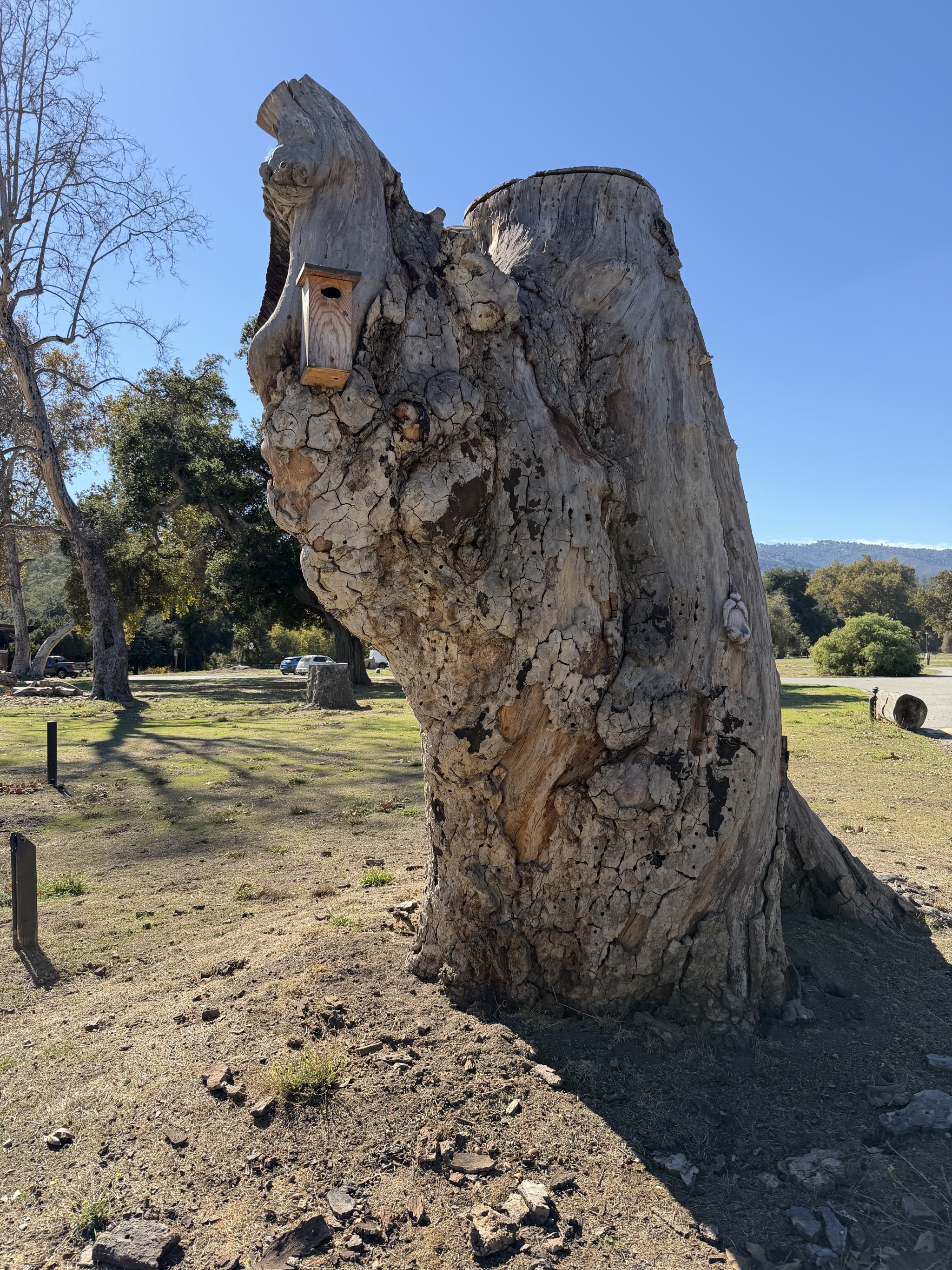 Stump with bird box