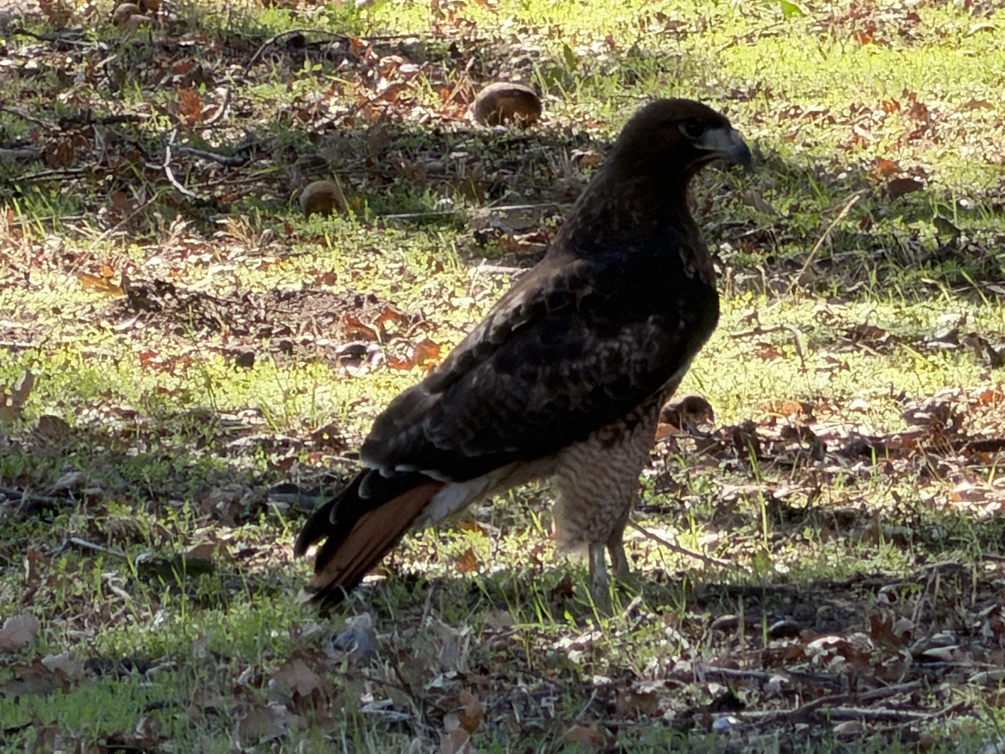 Birb