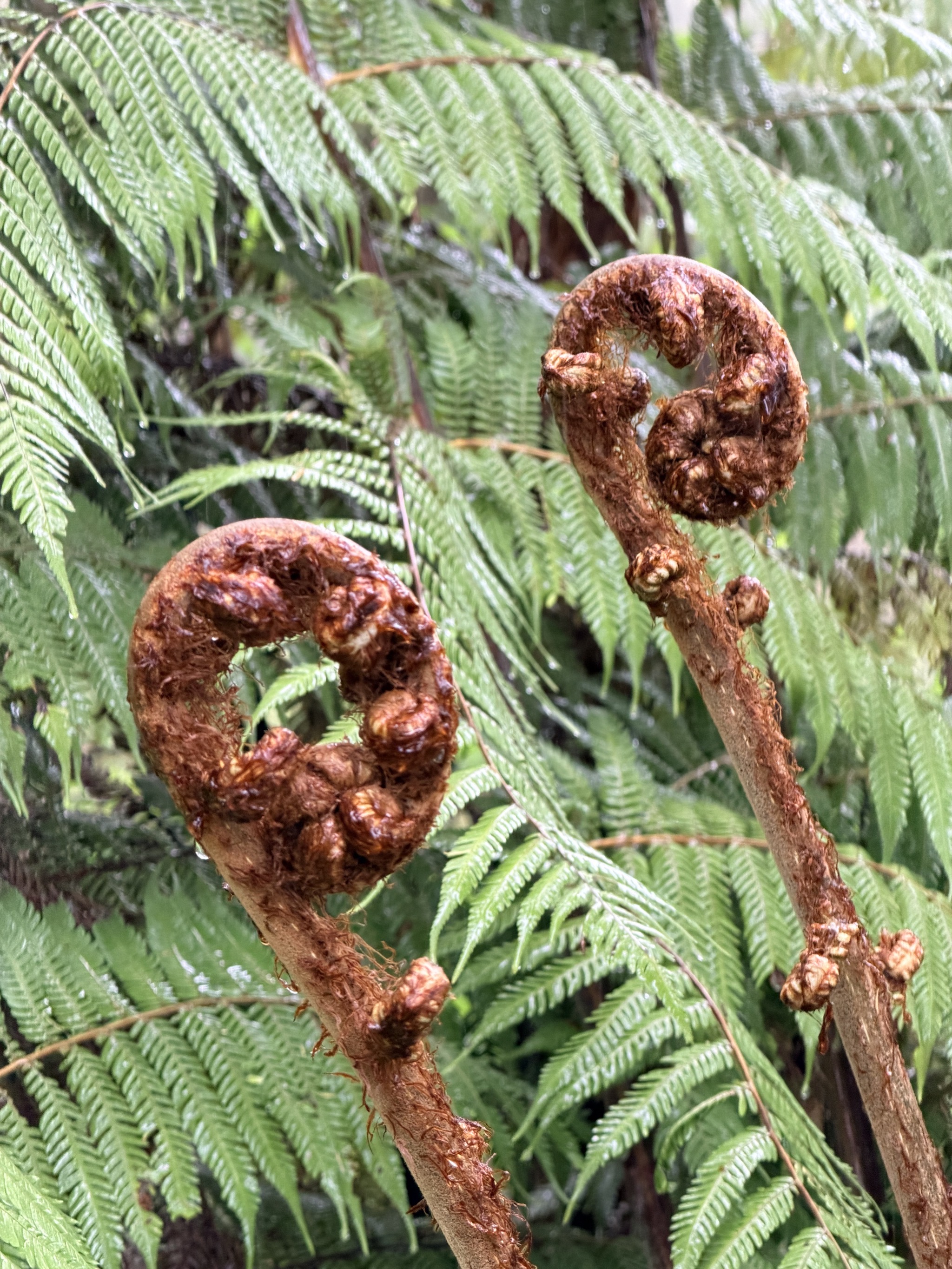 Te Waikoropupu Springs