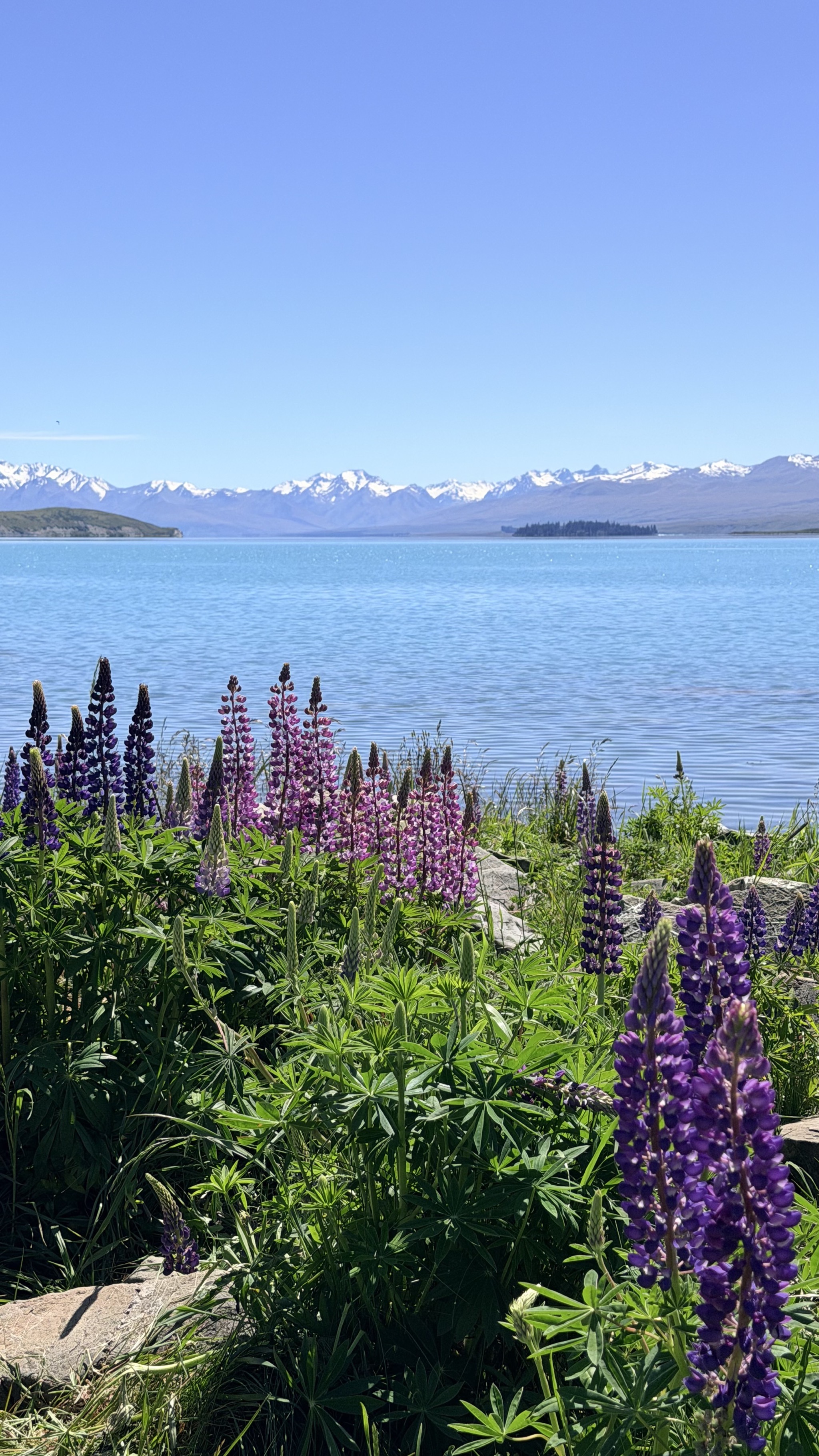 Lake Tekapo lupins