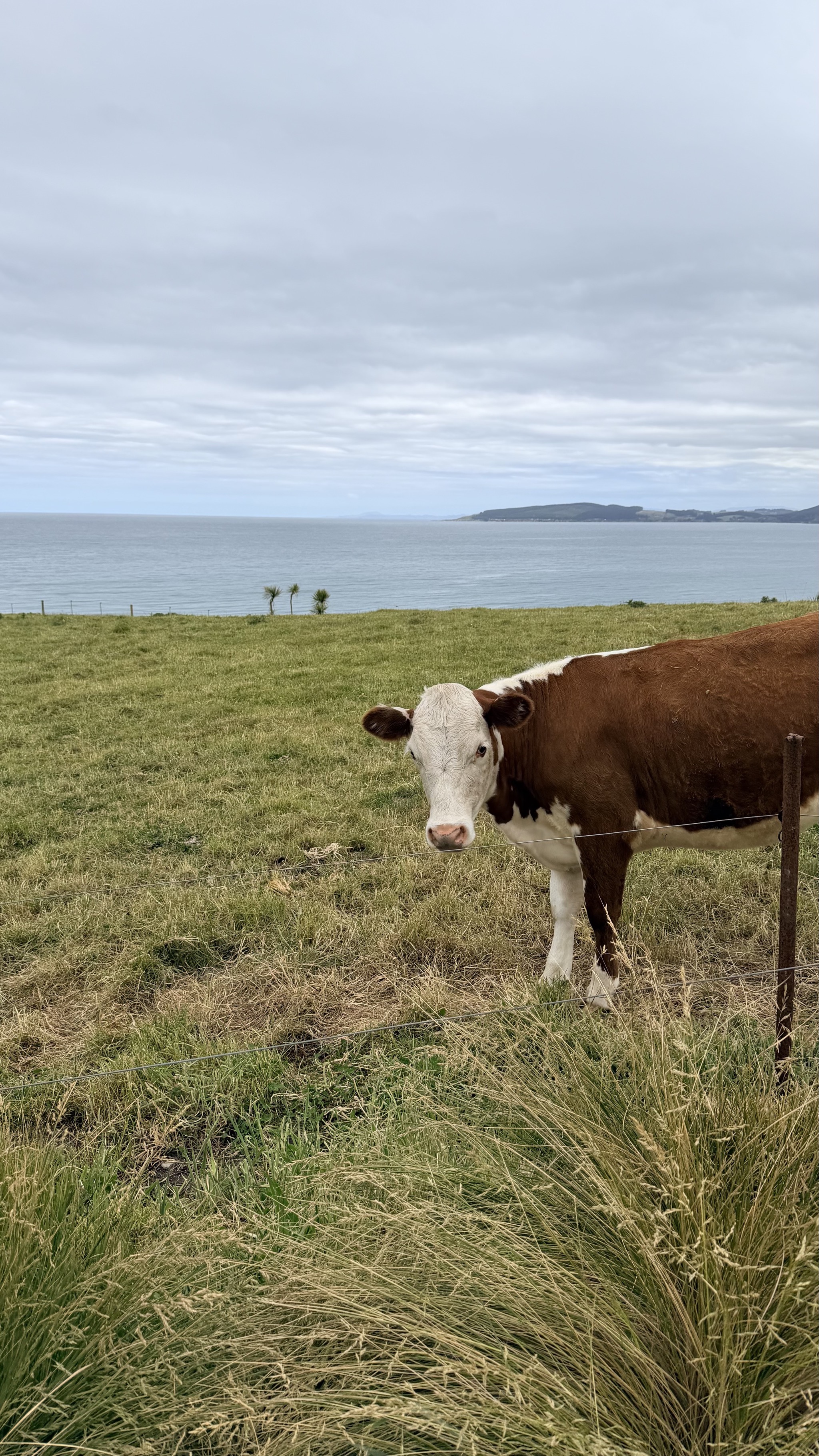 Cow