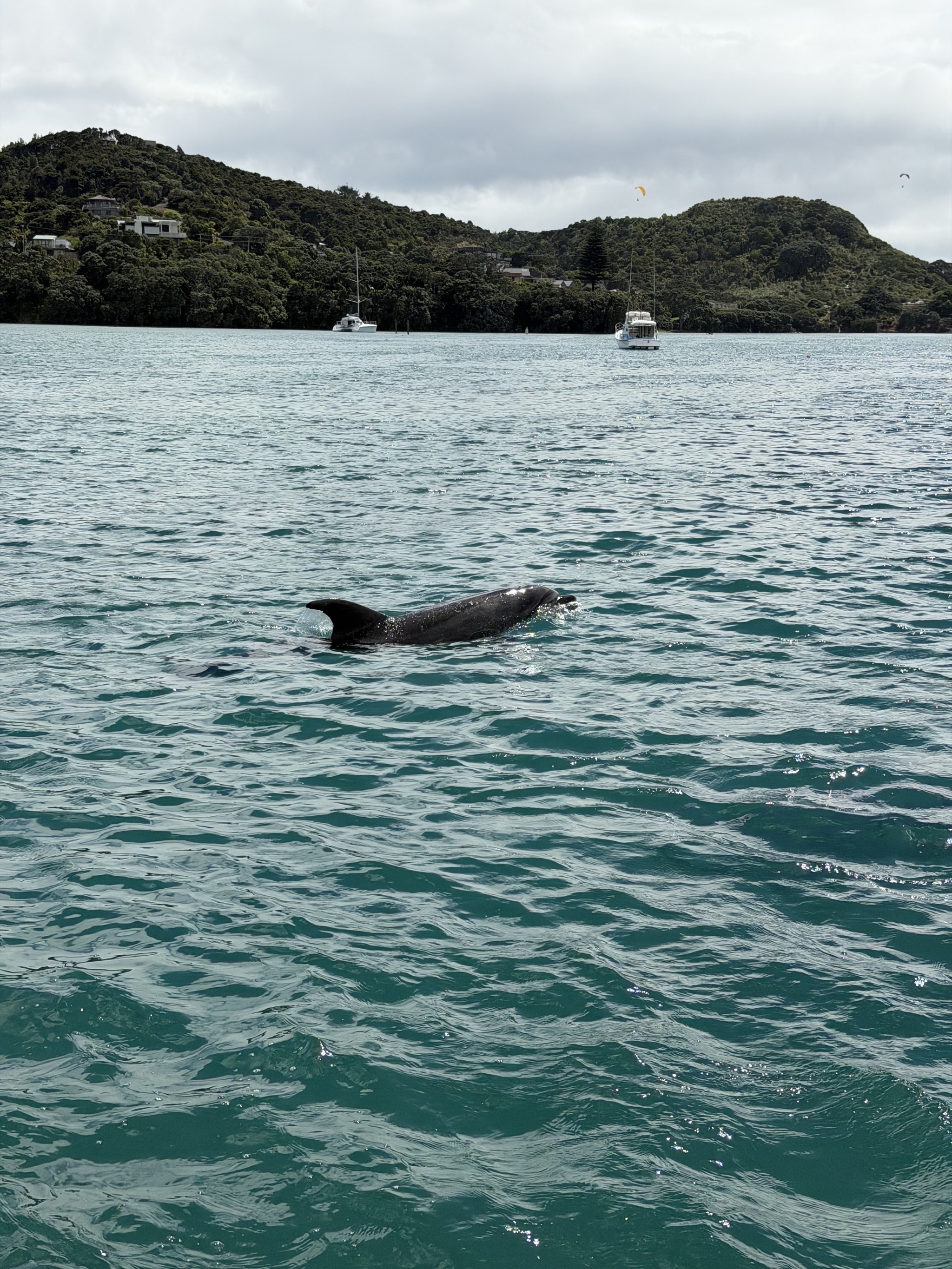 Dolphin