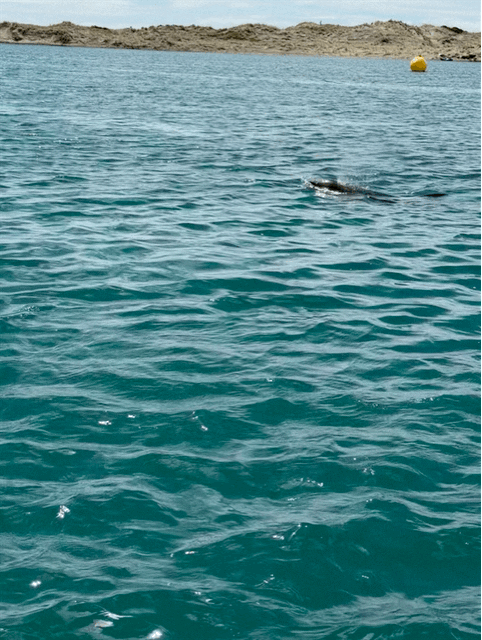 Dolphin
