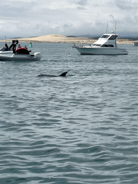 Dolphin