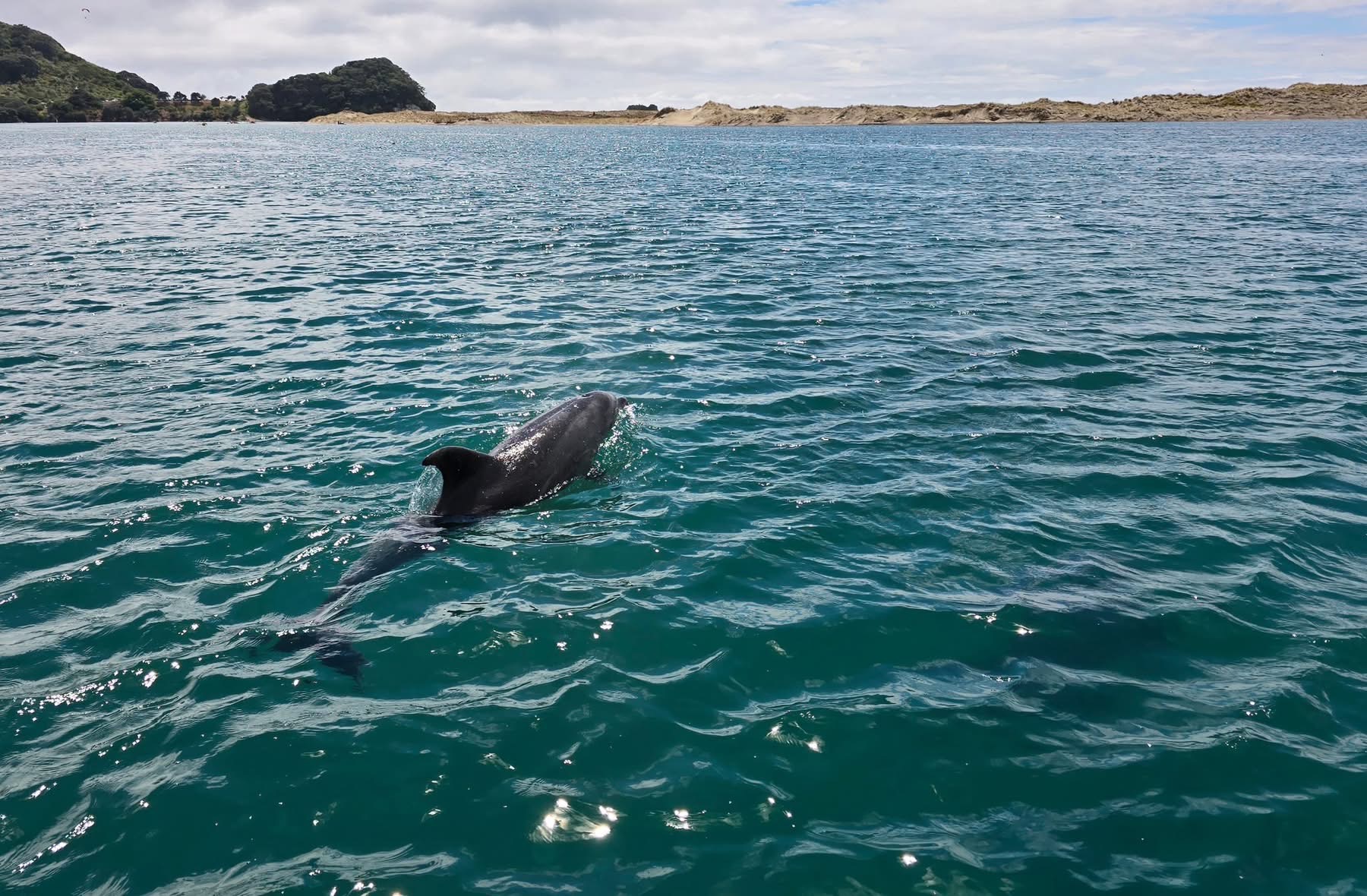 Dolphin