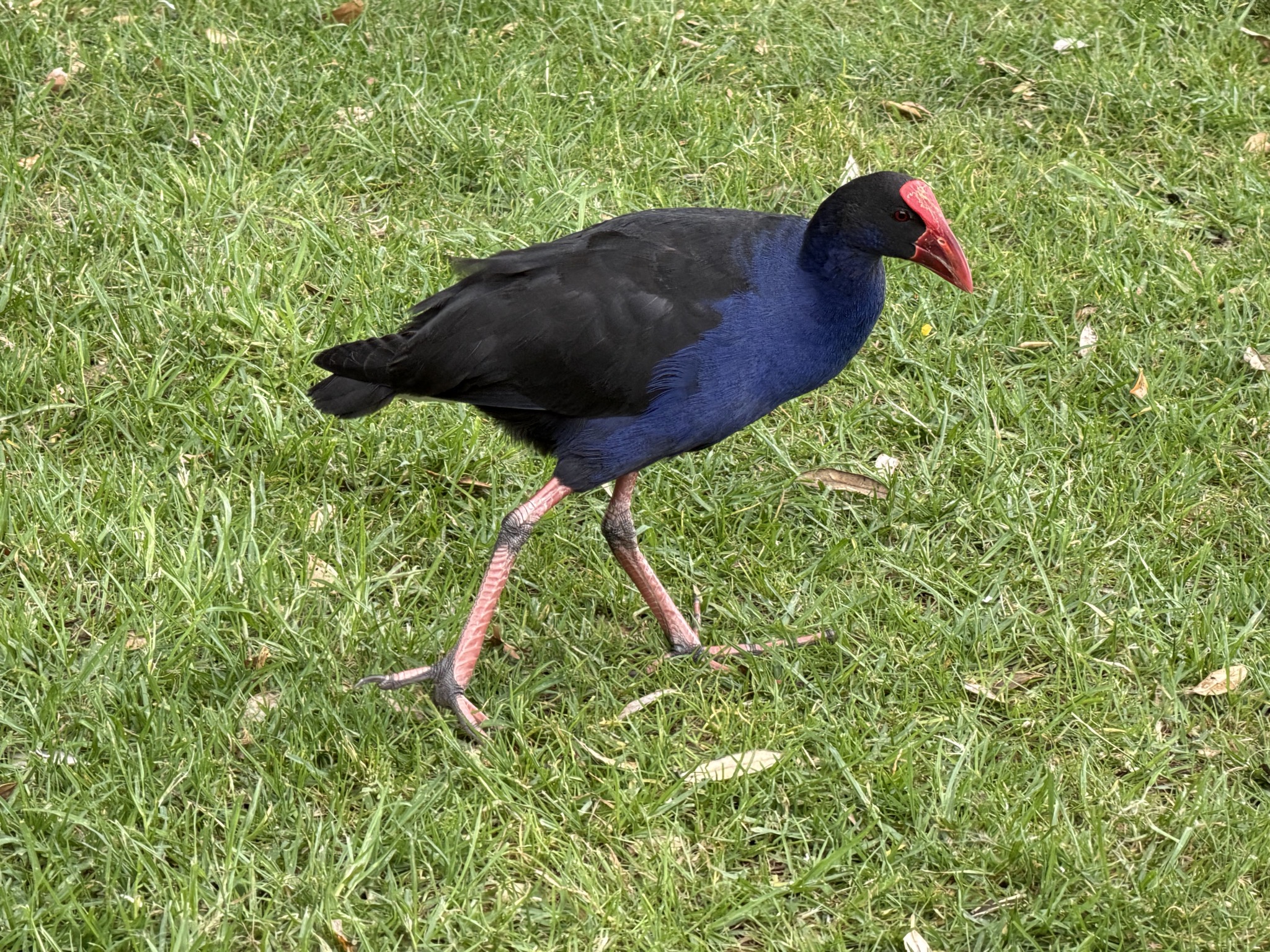 Pukeko