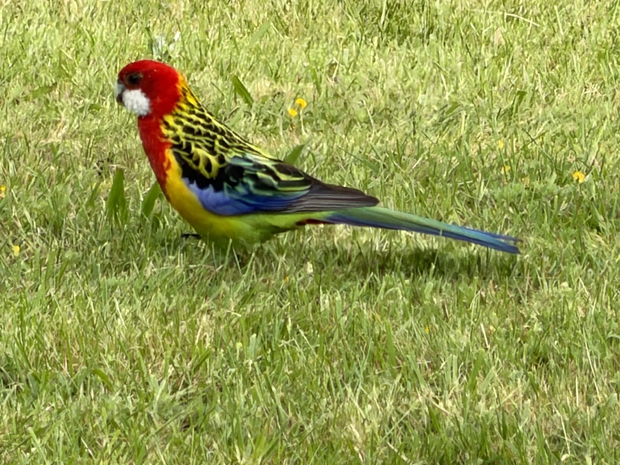 Eastern Rosella parrot