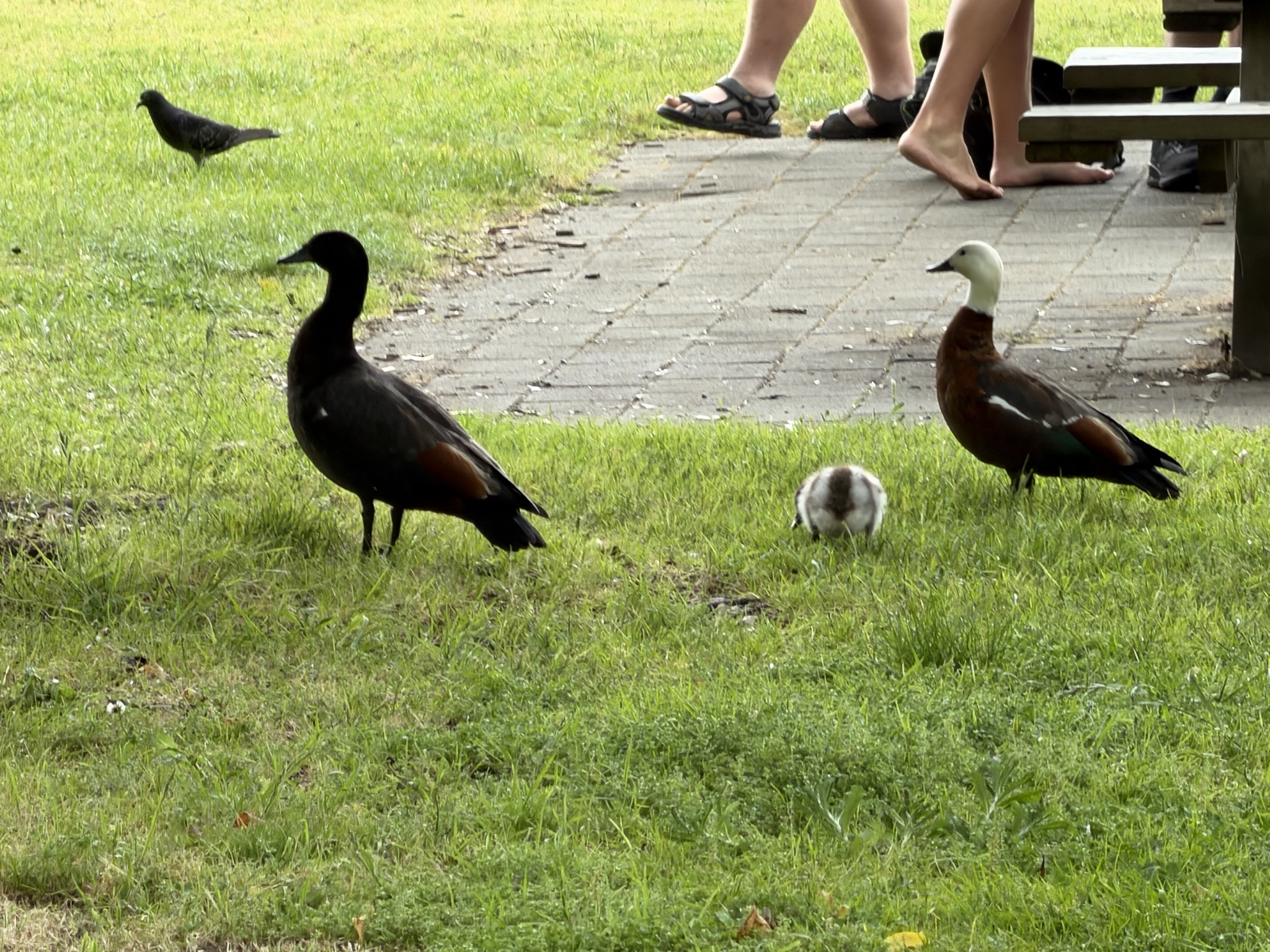 Ducks