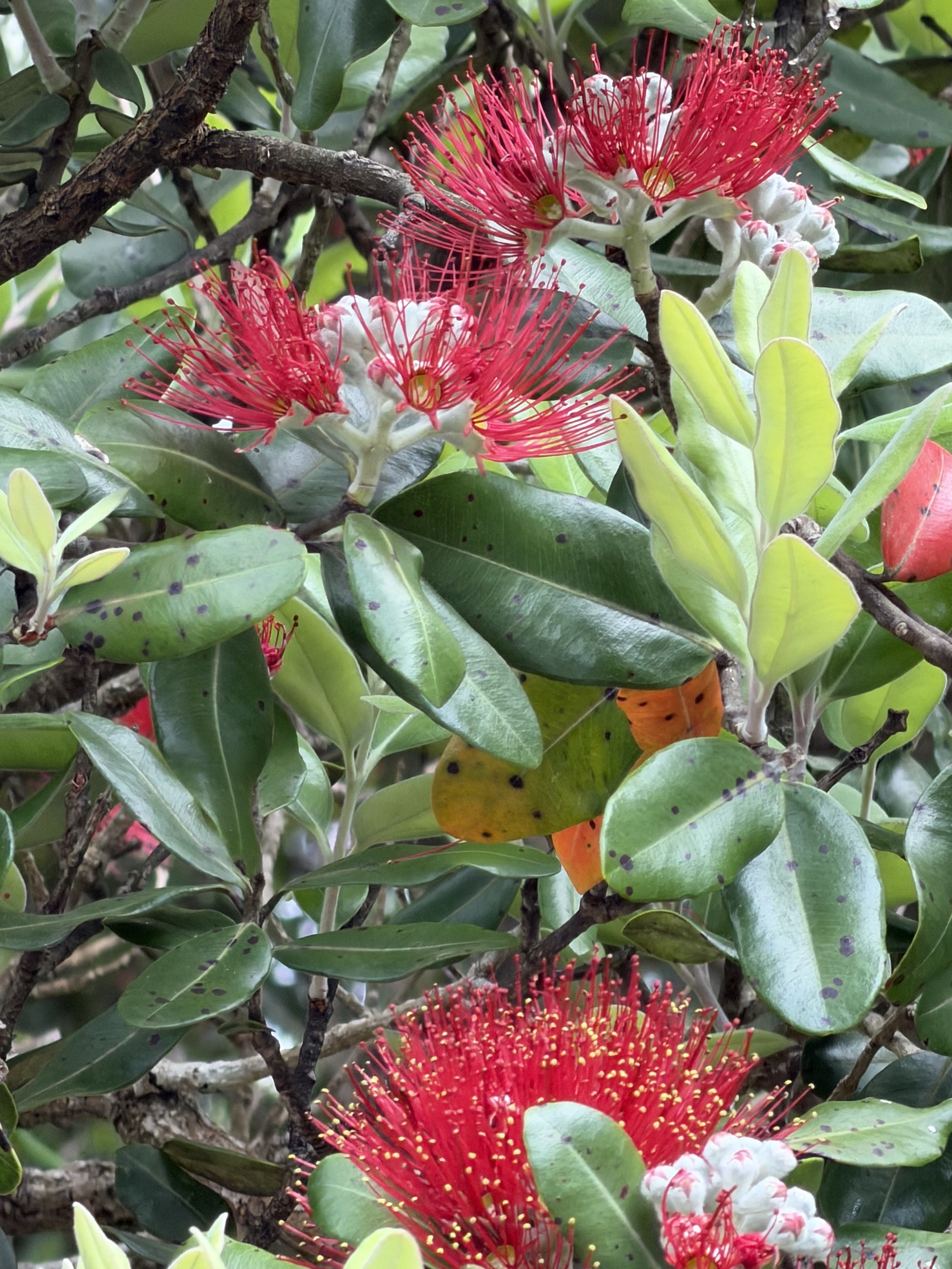 Pōhutukawa