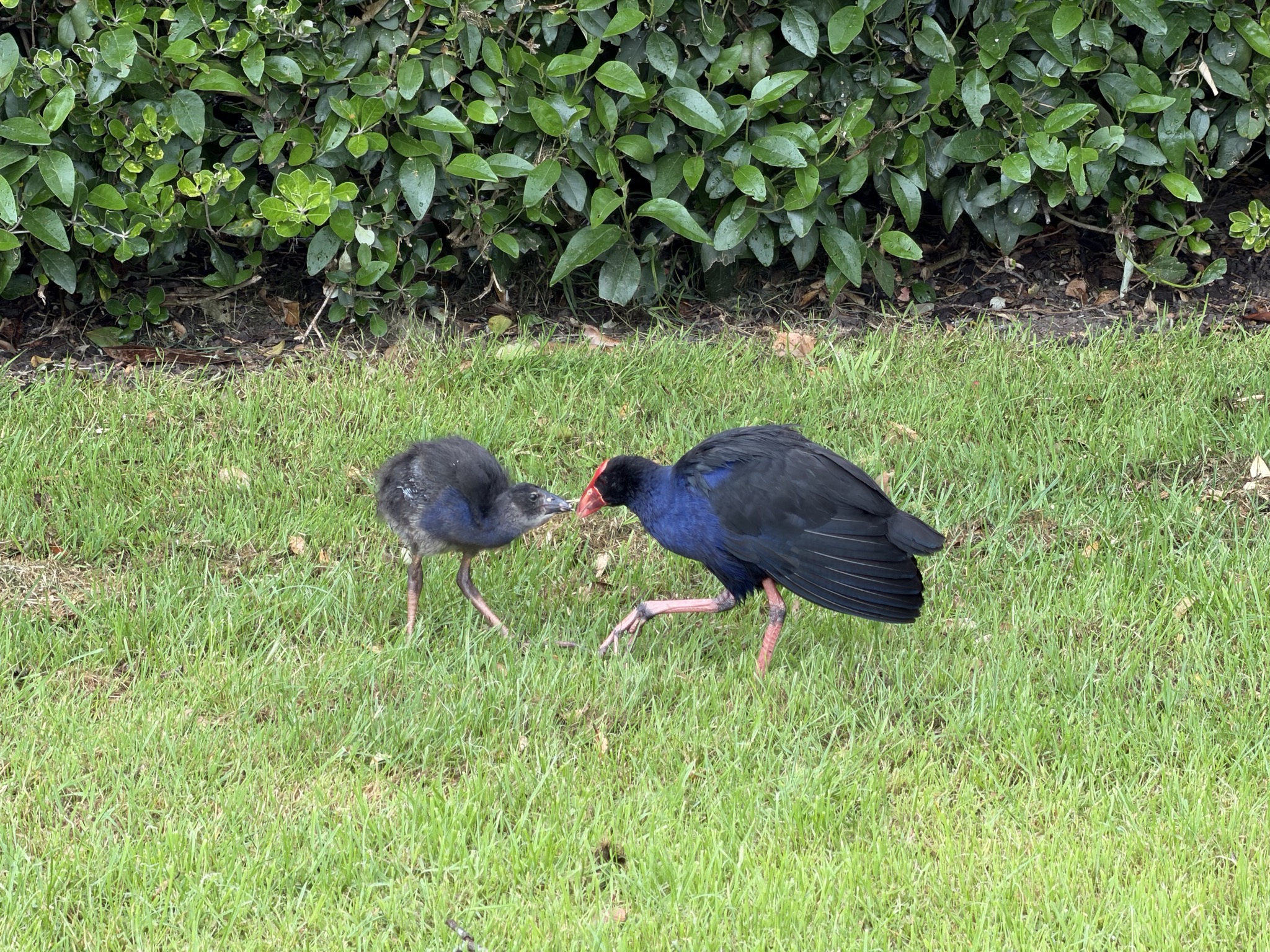 Baby pūkeko