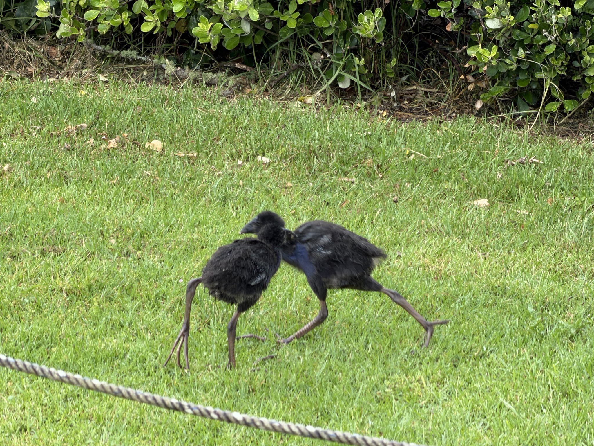 Baby pūkeko