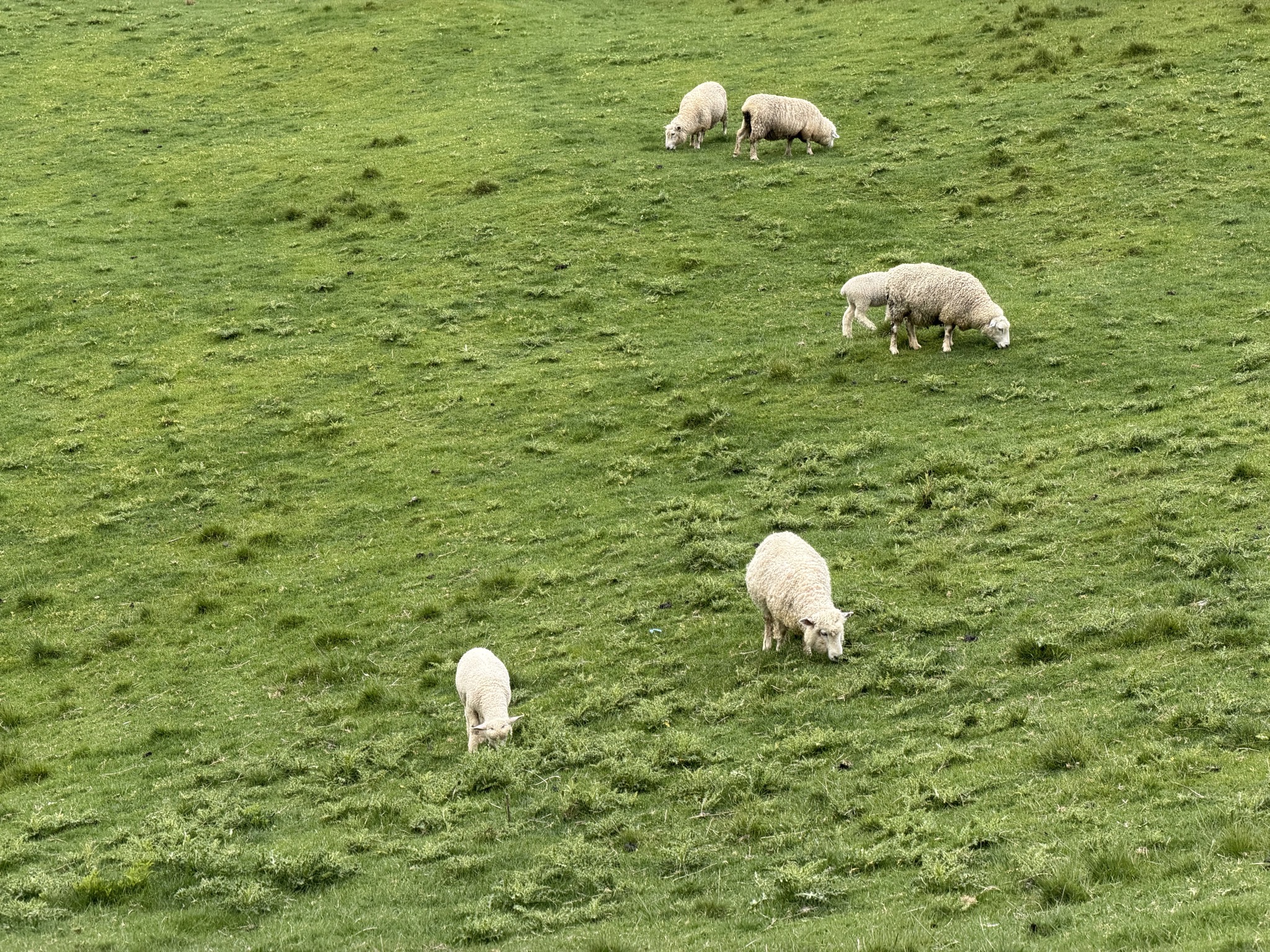 Sheep when leaving Hobbiton
