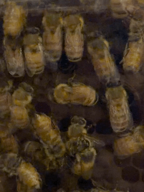 Huka Honey Hive