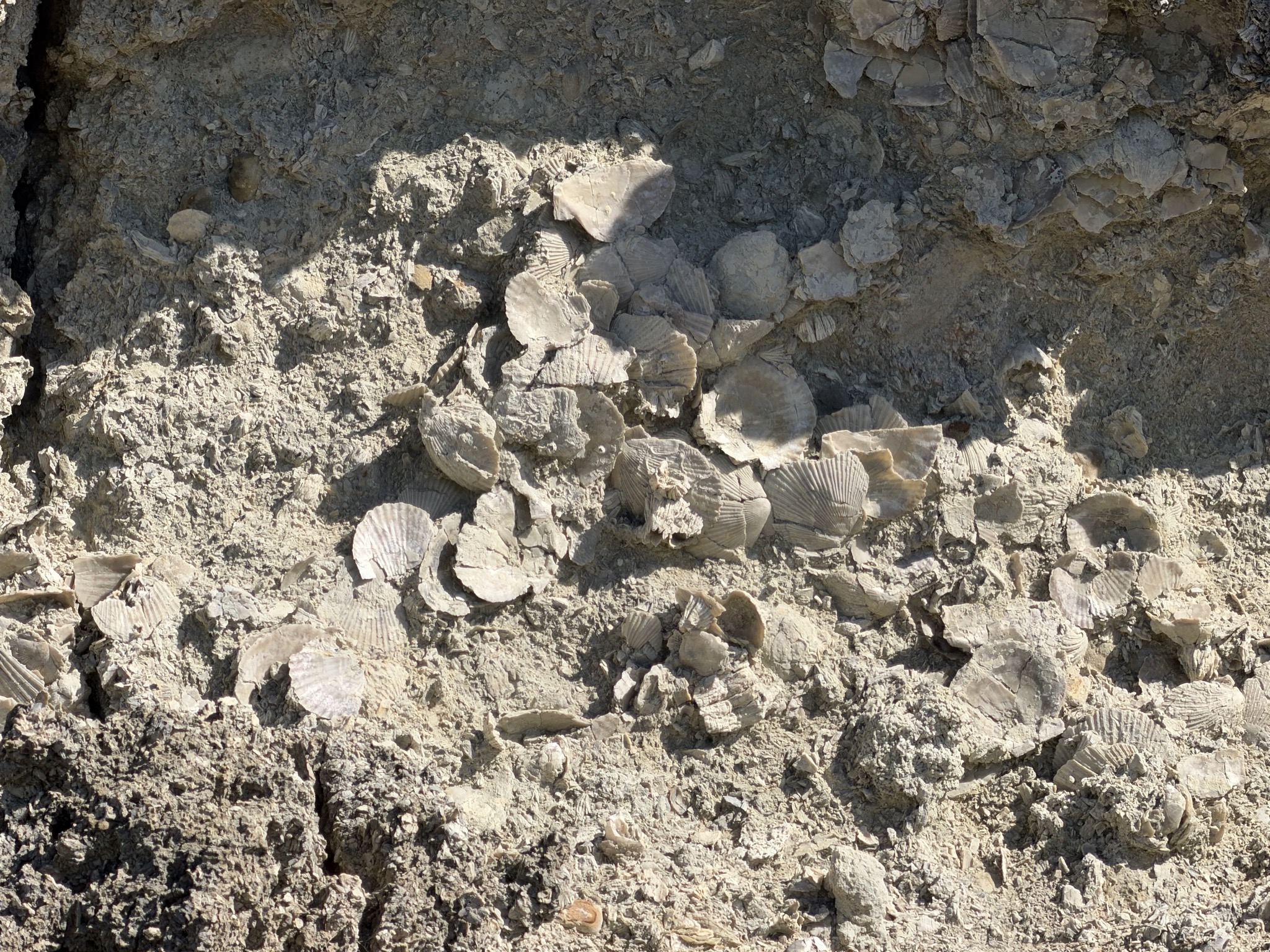 Fossilized shells