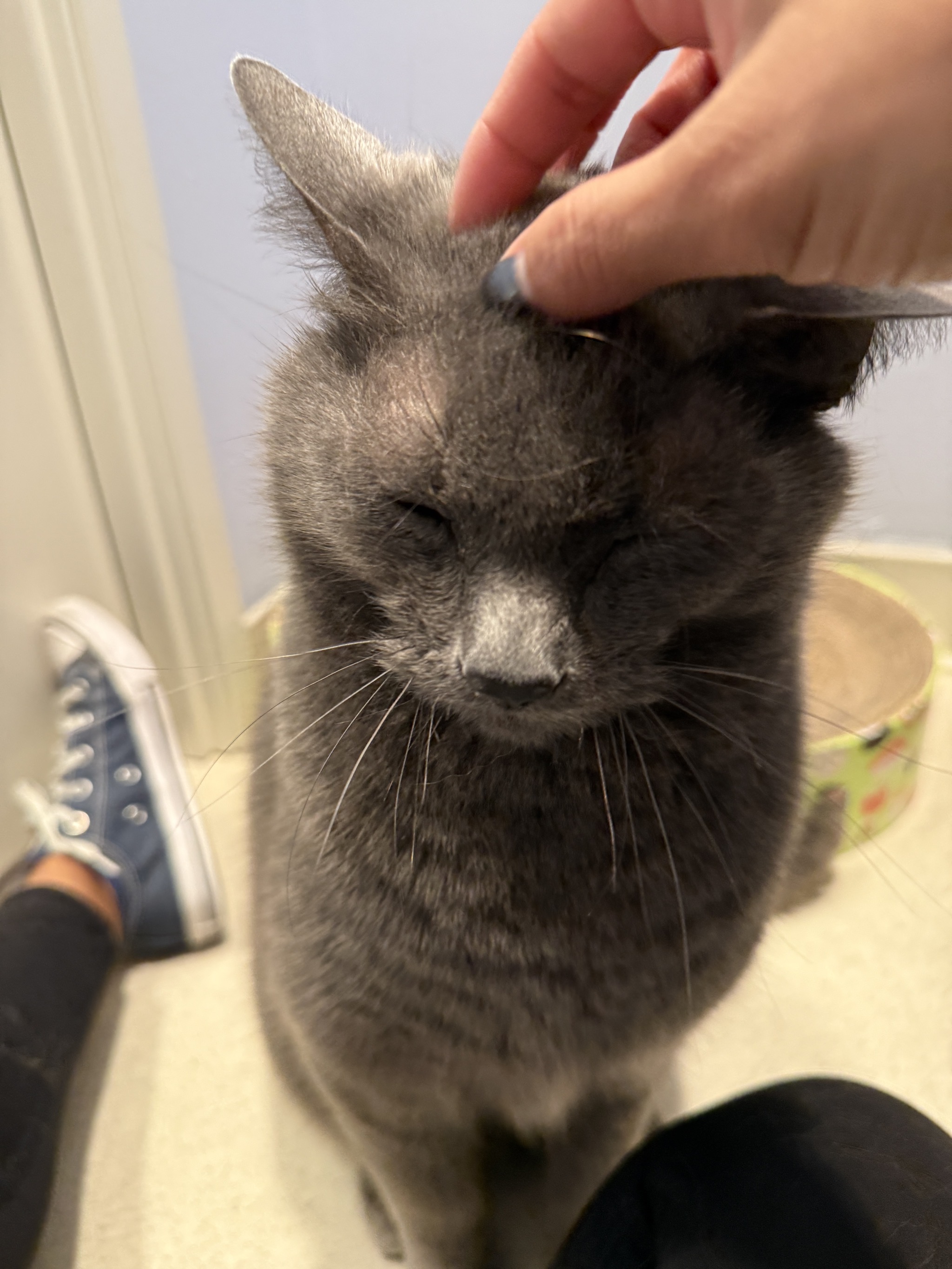 Pats