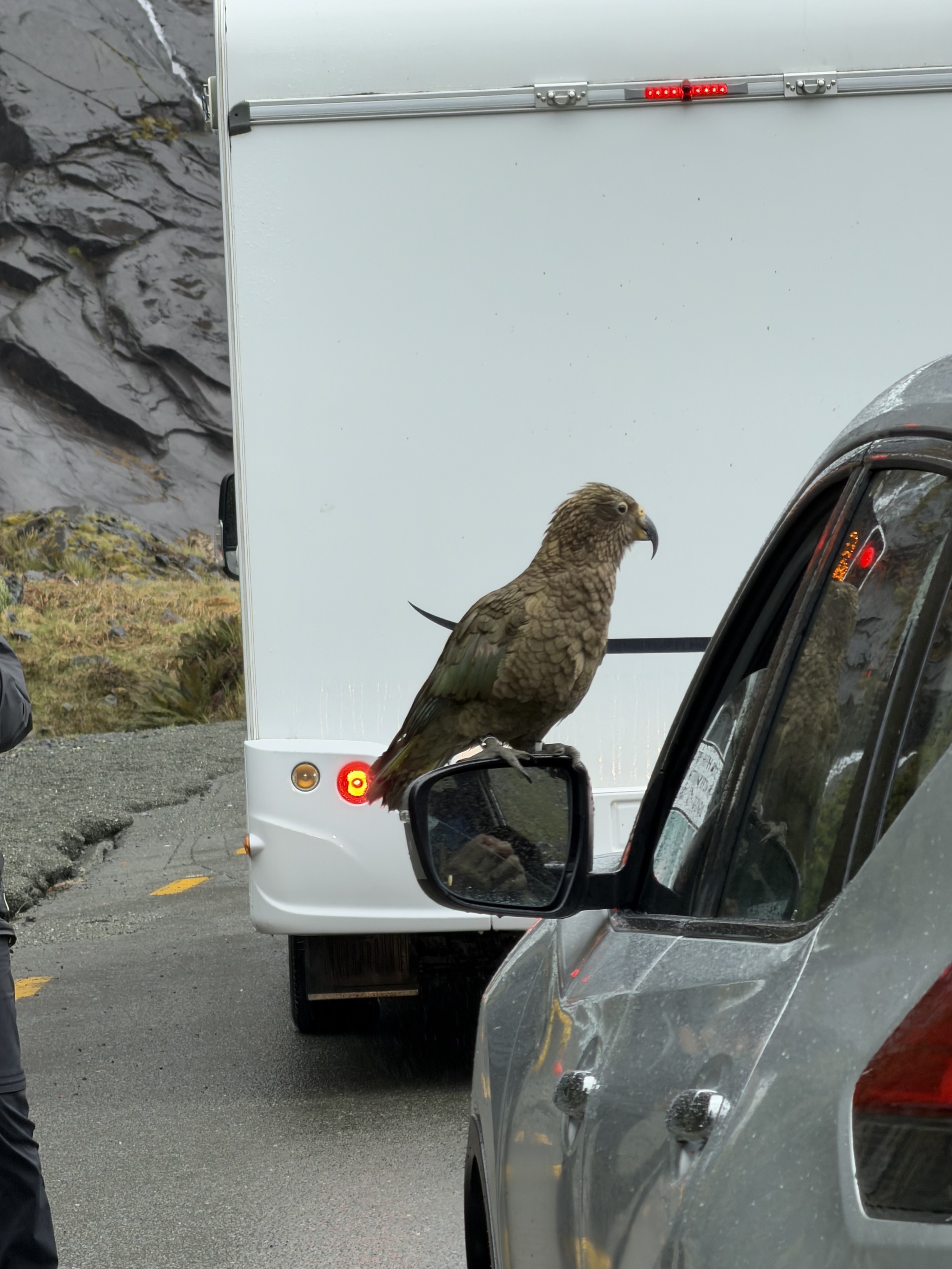 Kea on a car