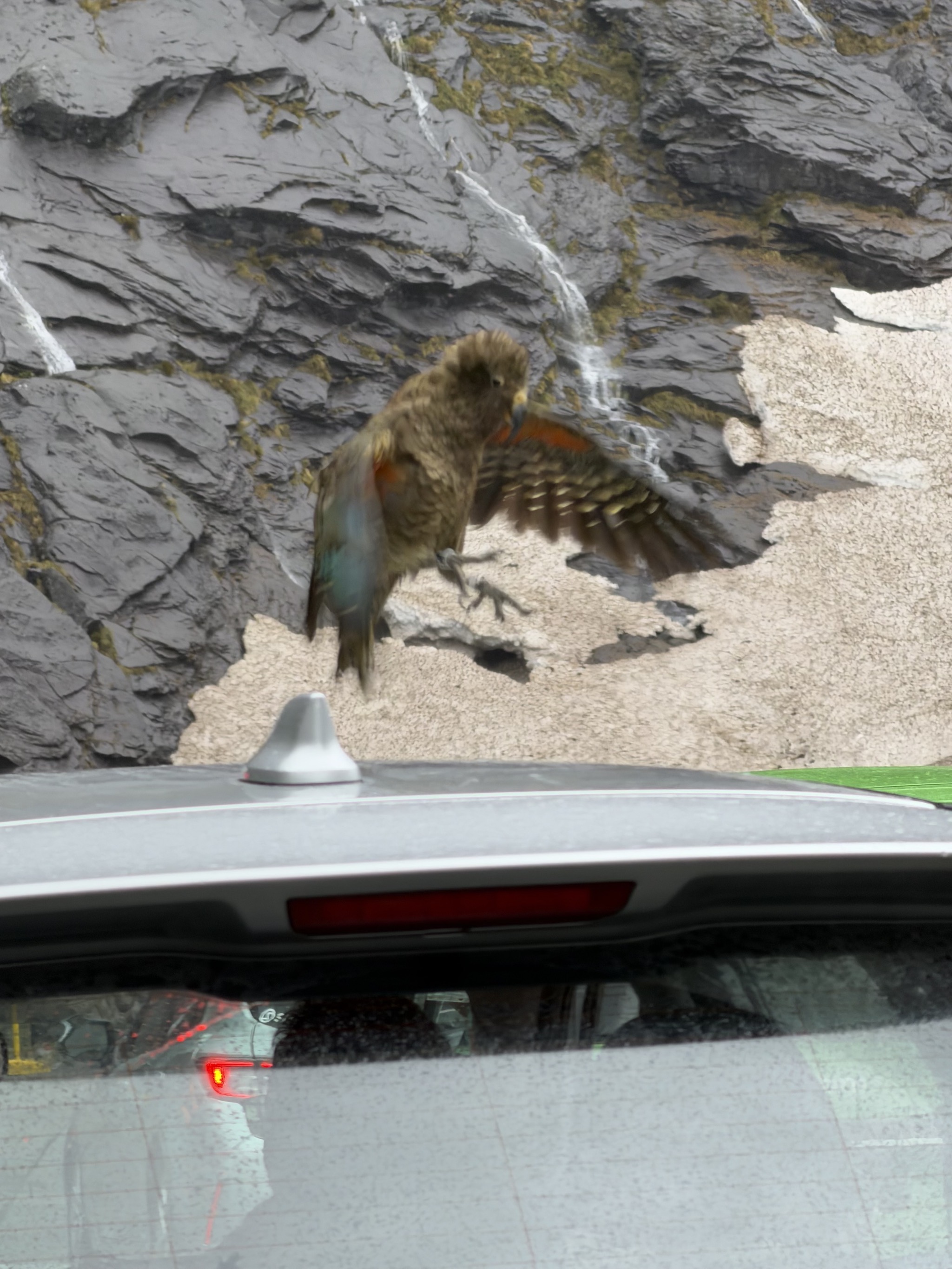 Kea
