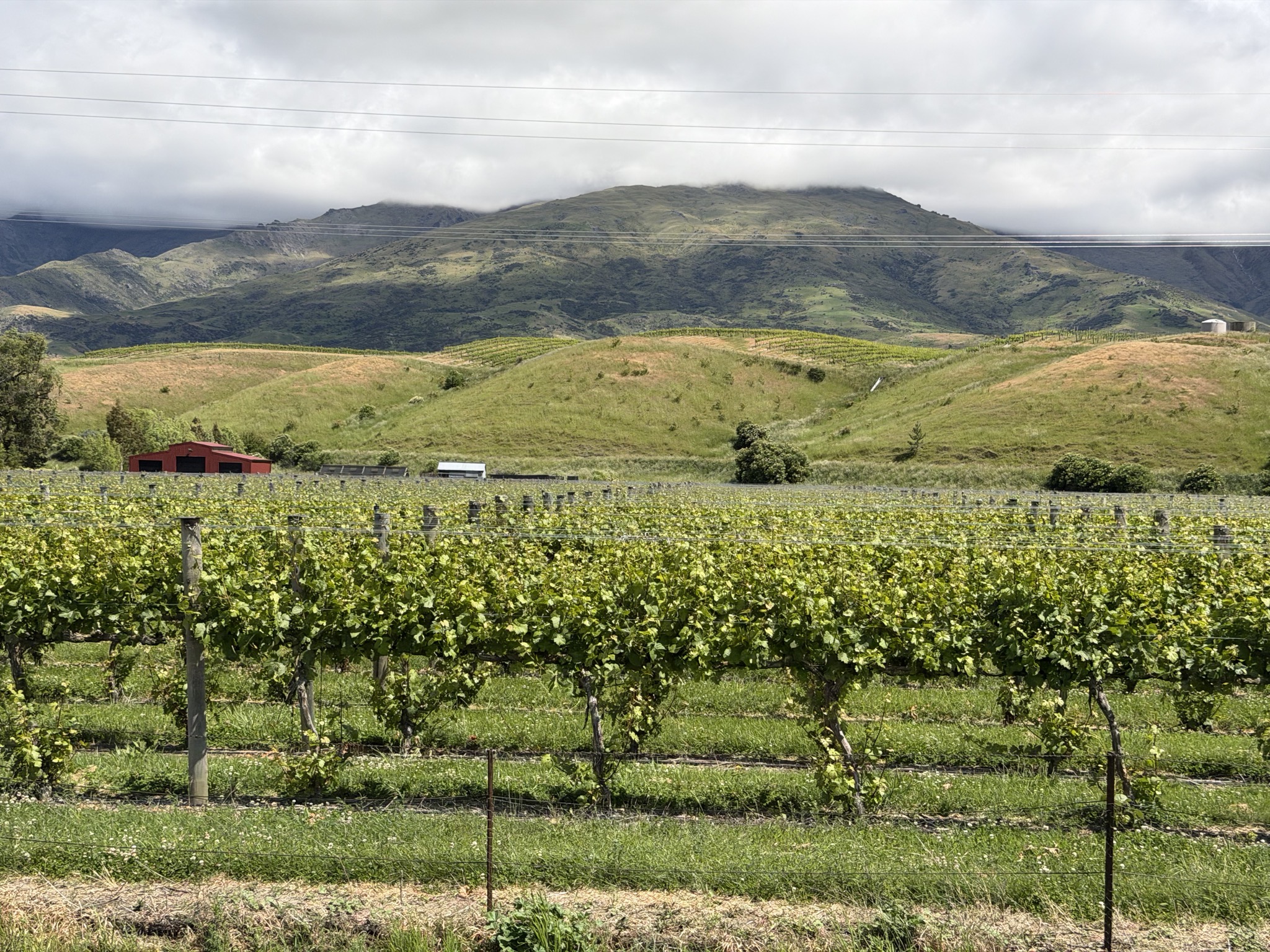 Vines