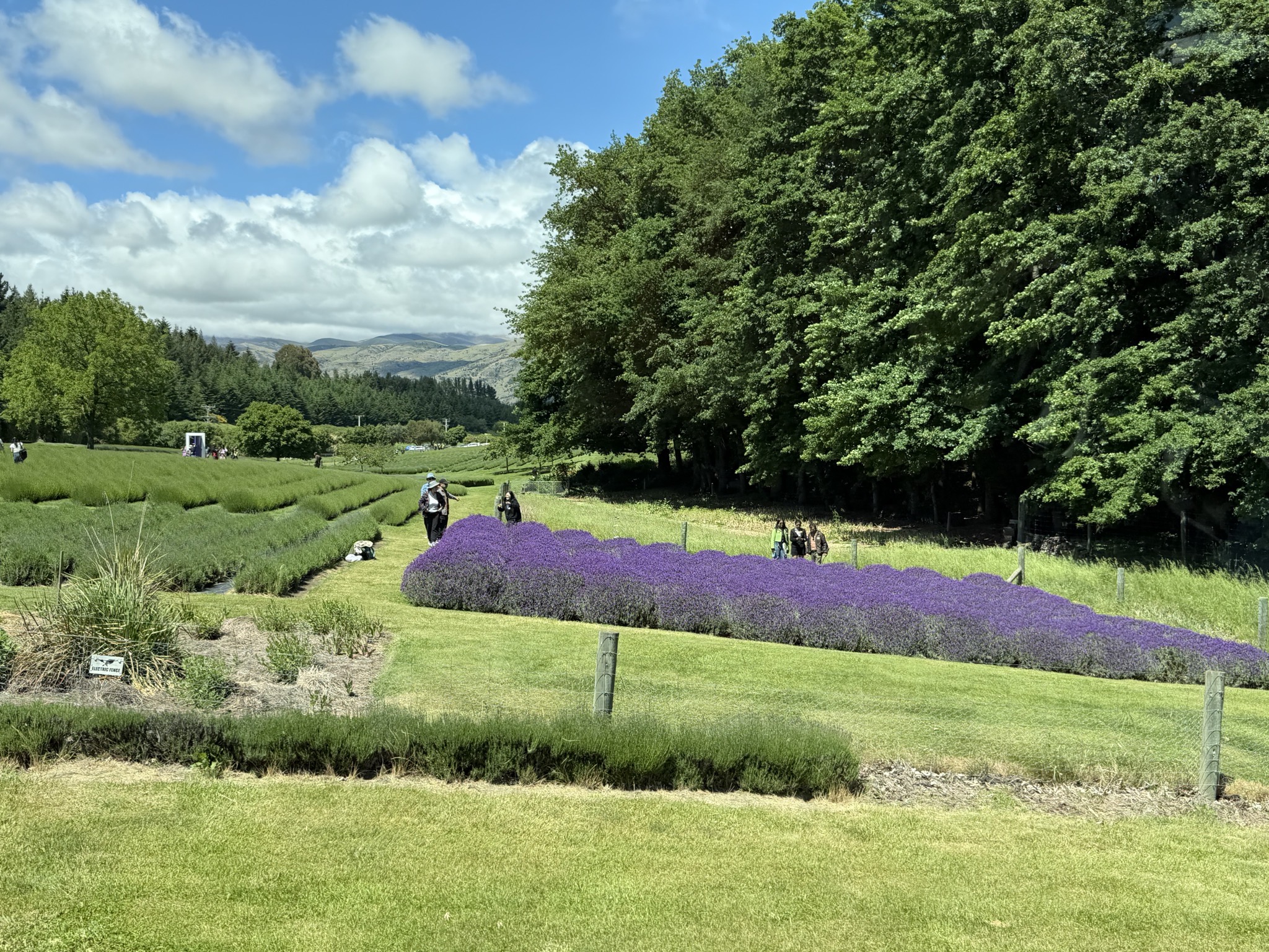 Wanaka Lavender Farm