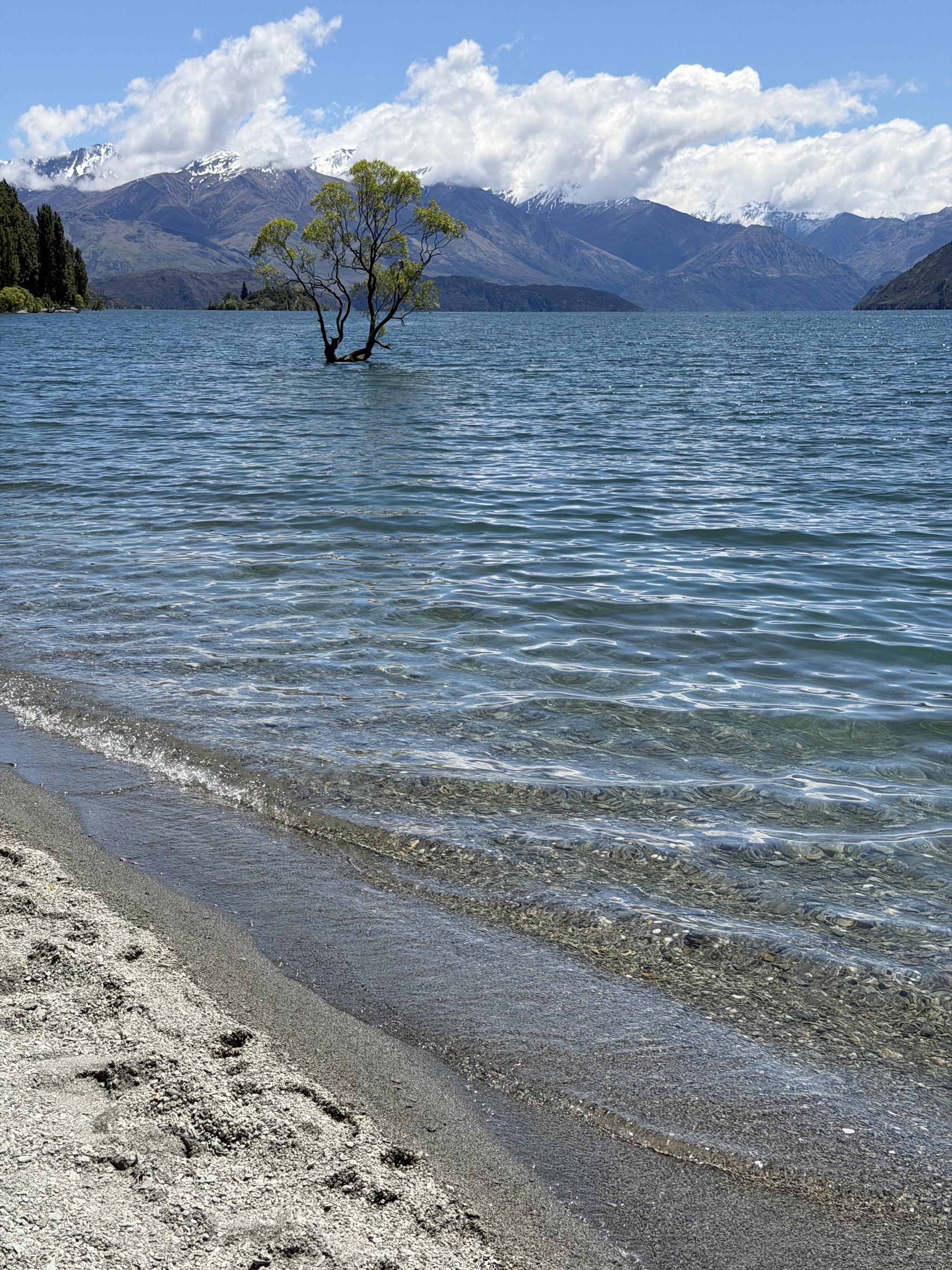 That Wanaka tree