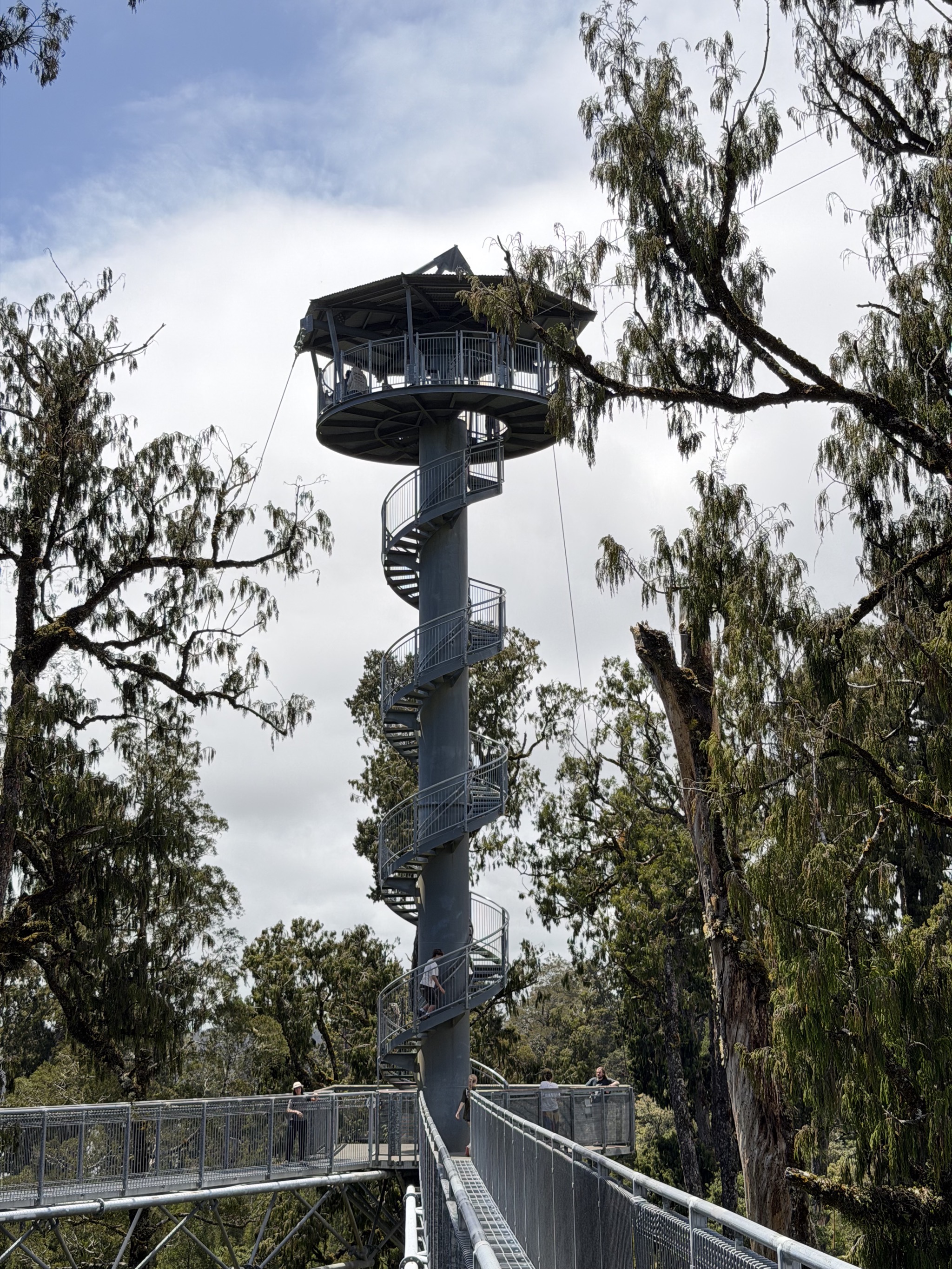 Tree top walk