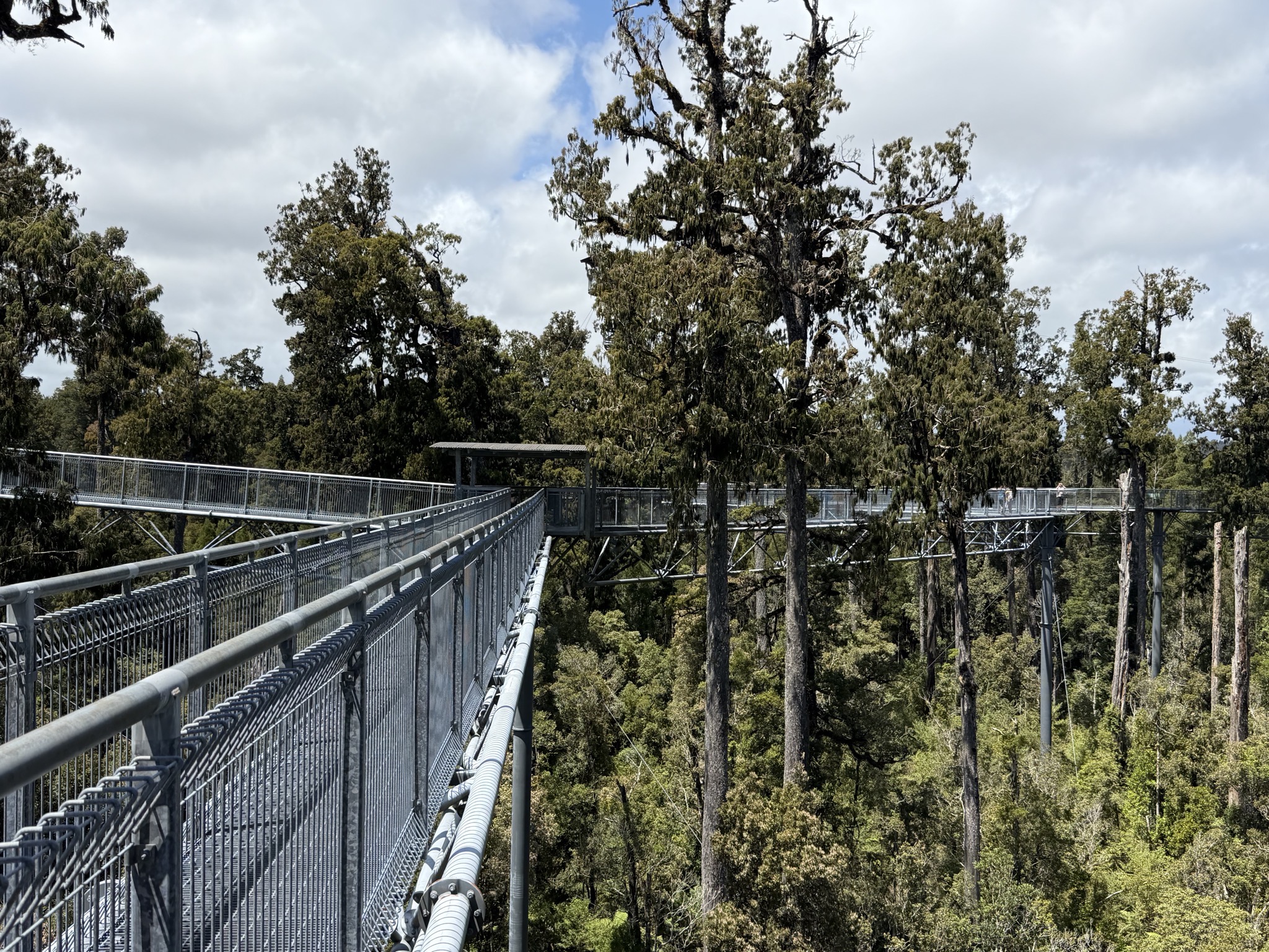 Tree top walk