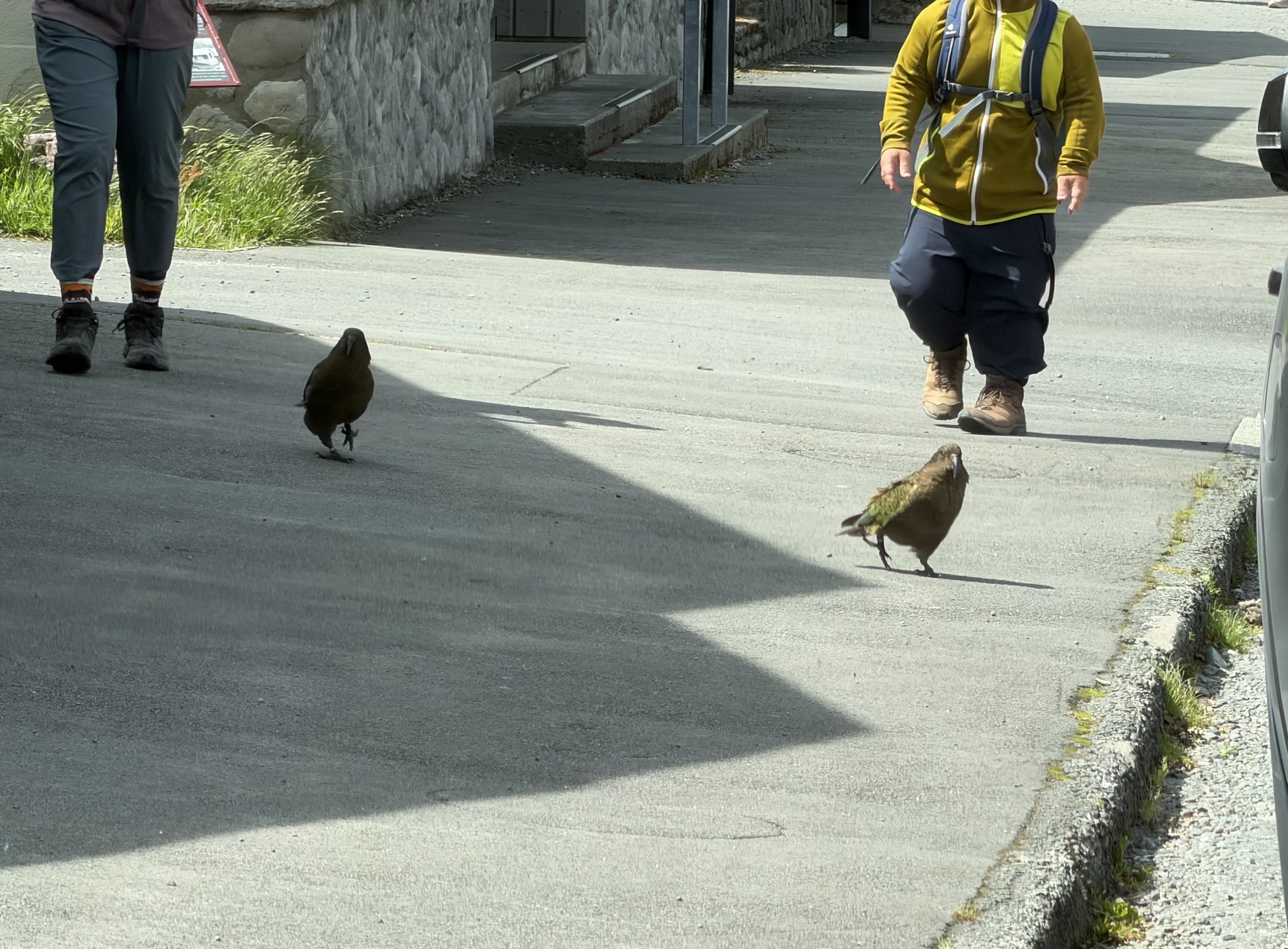 Keas