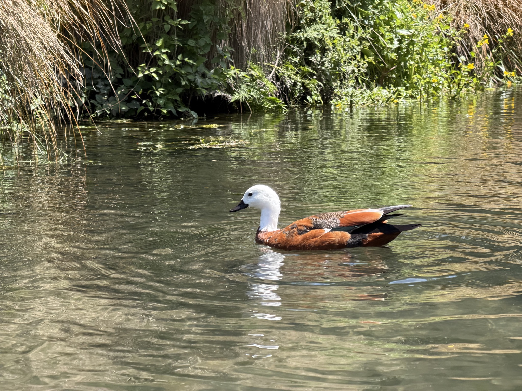 Punting on the Avon