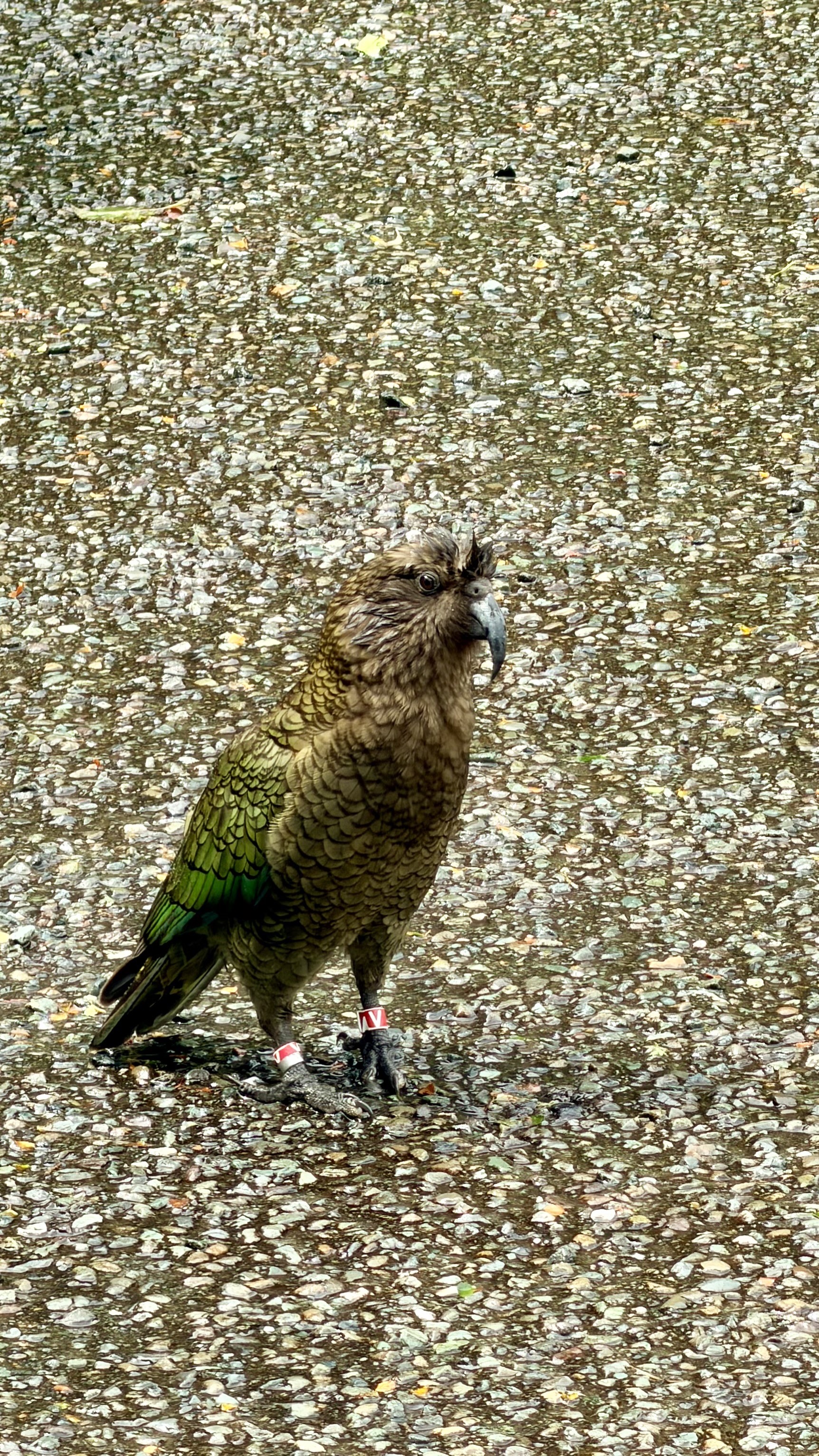Kea
