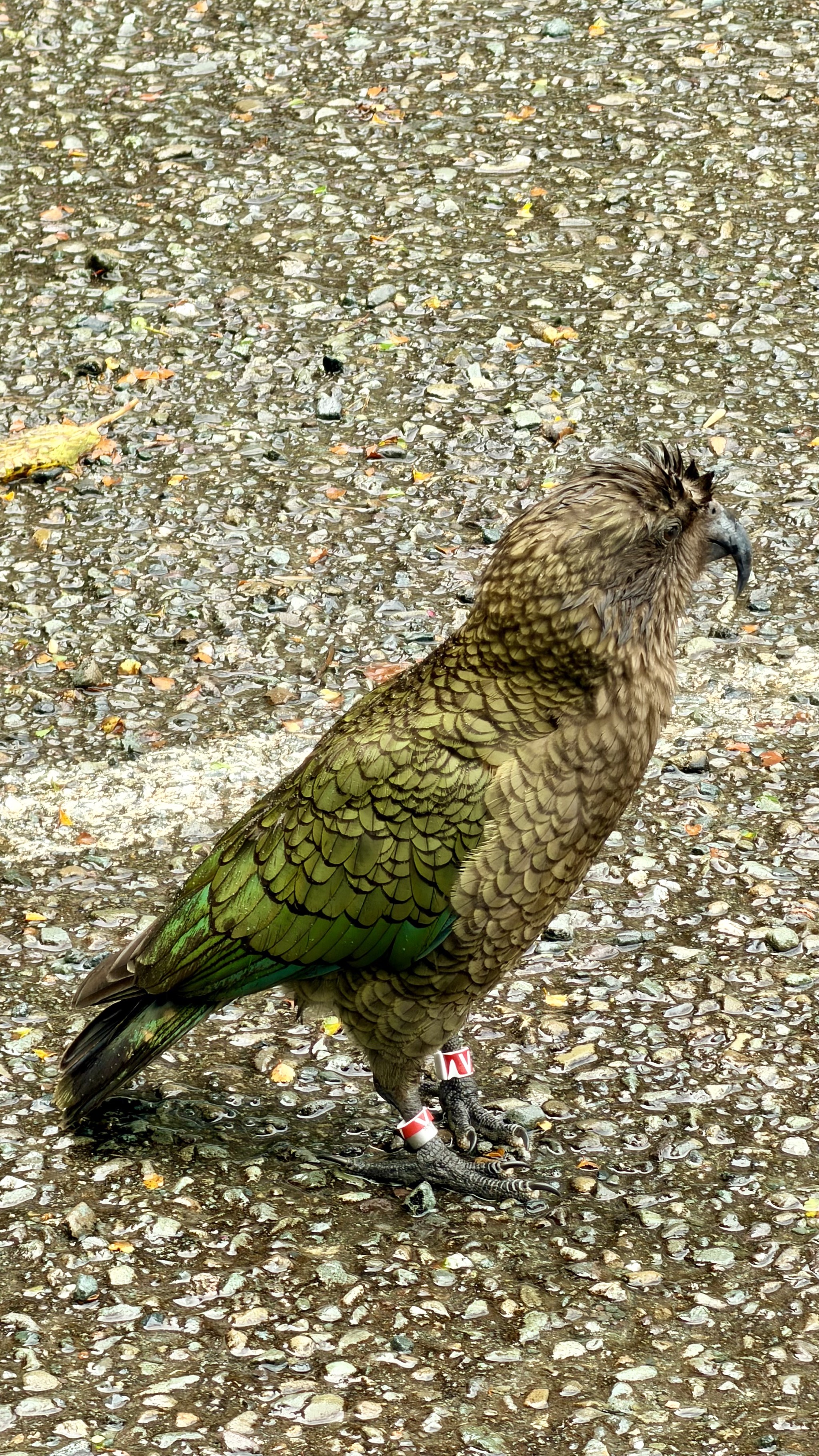 Kea