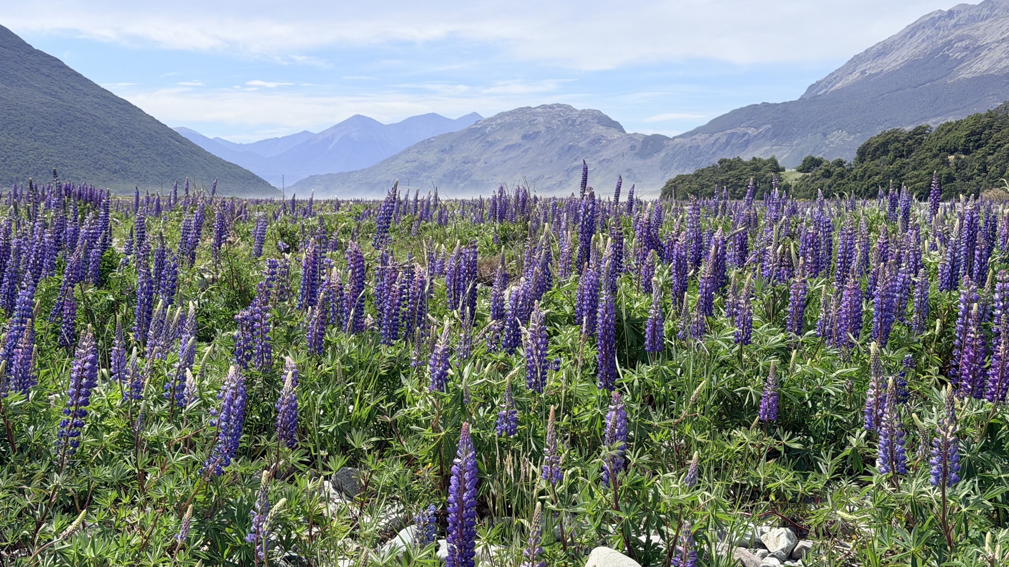 Arthur's Pass