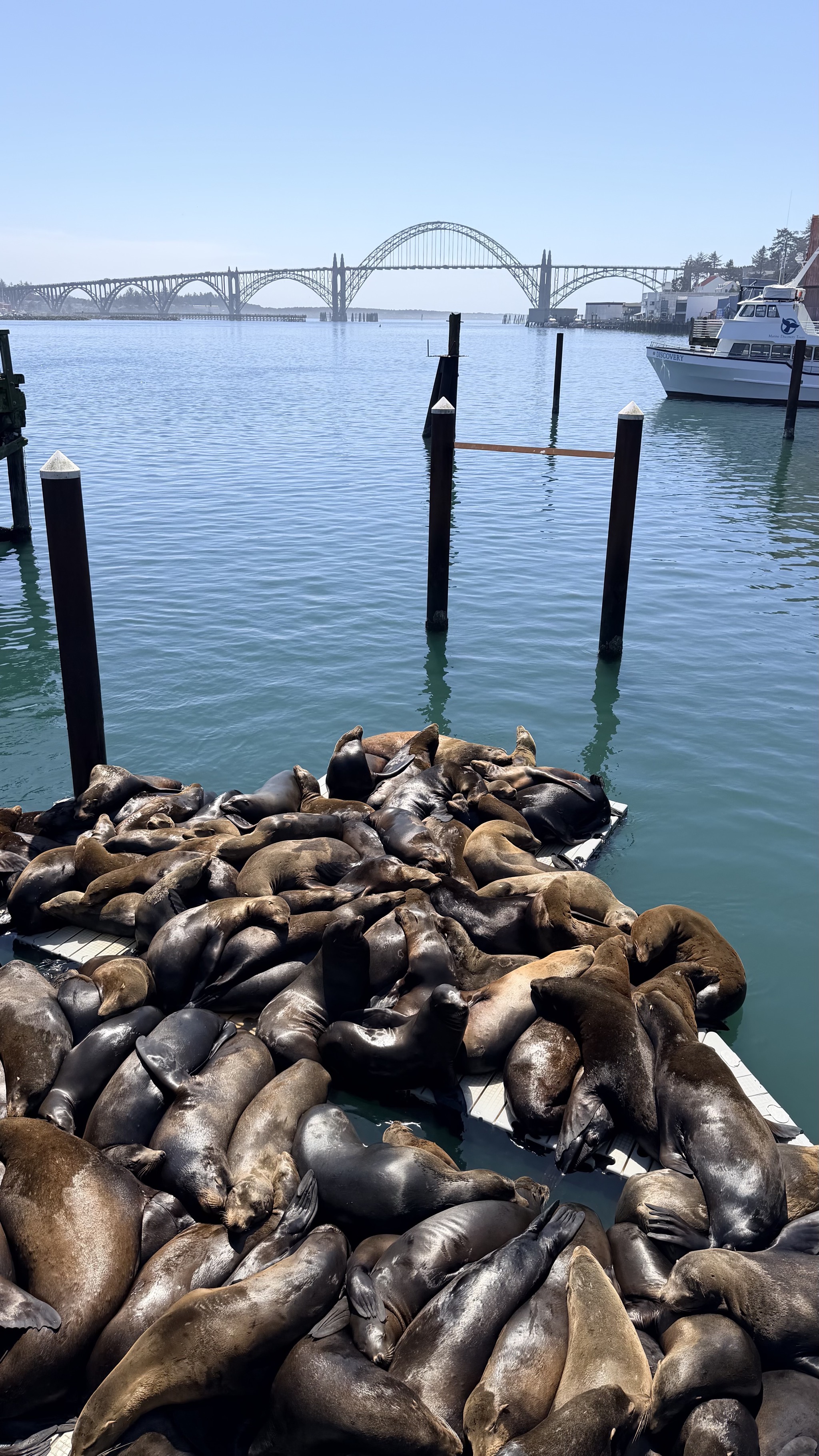 Sea lions