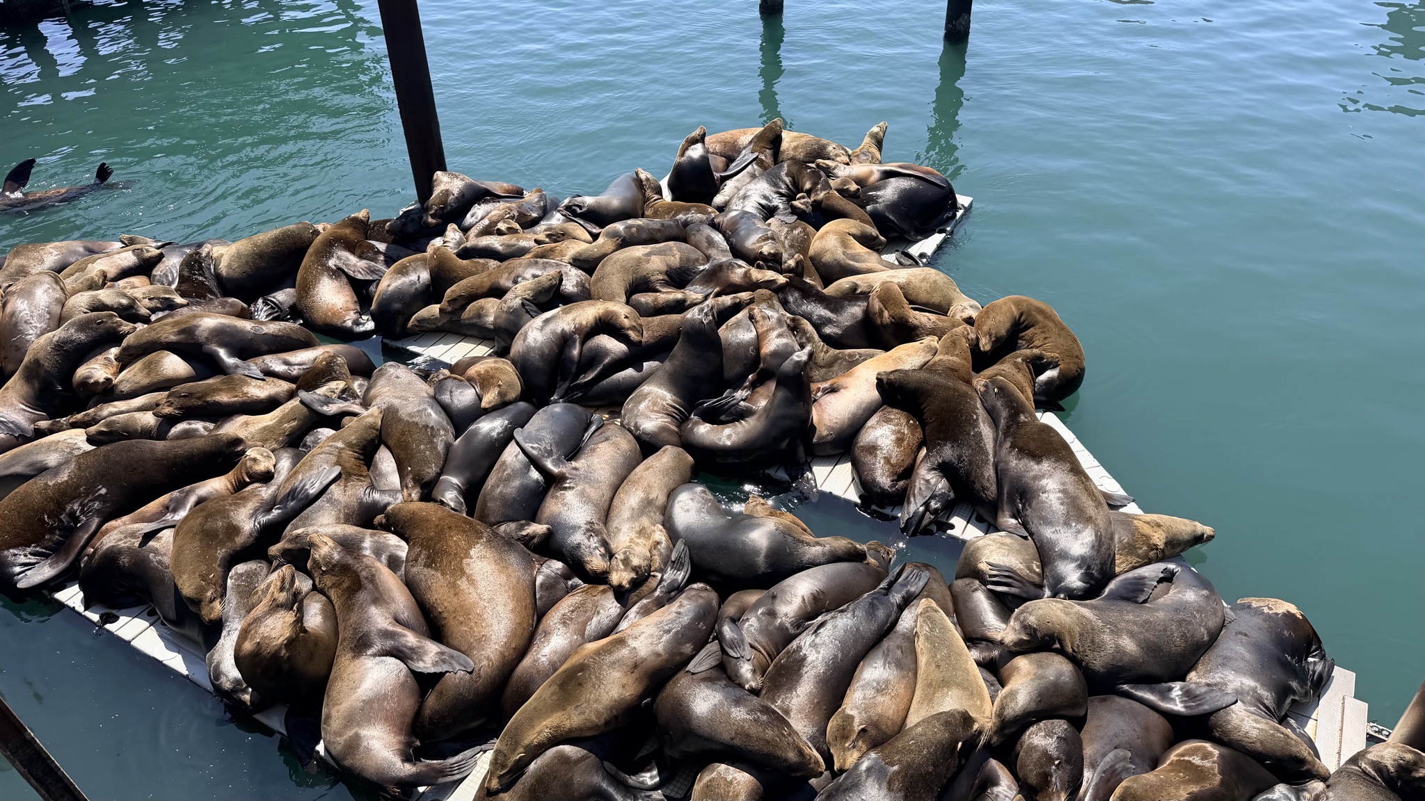 Sea lions