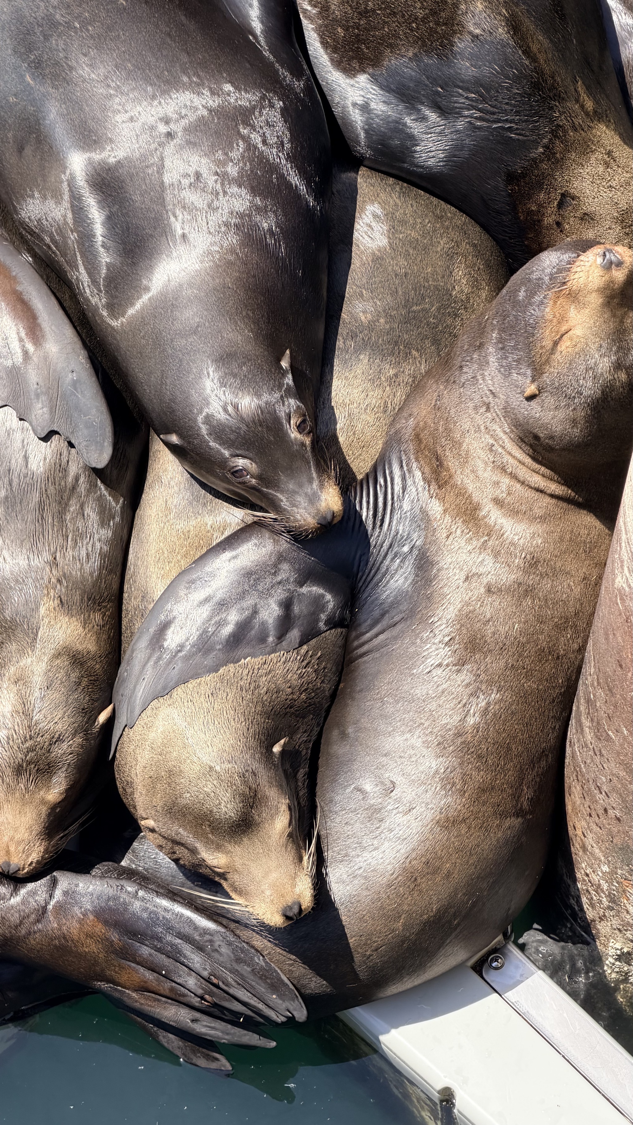 Sea lions
