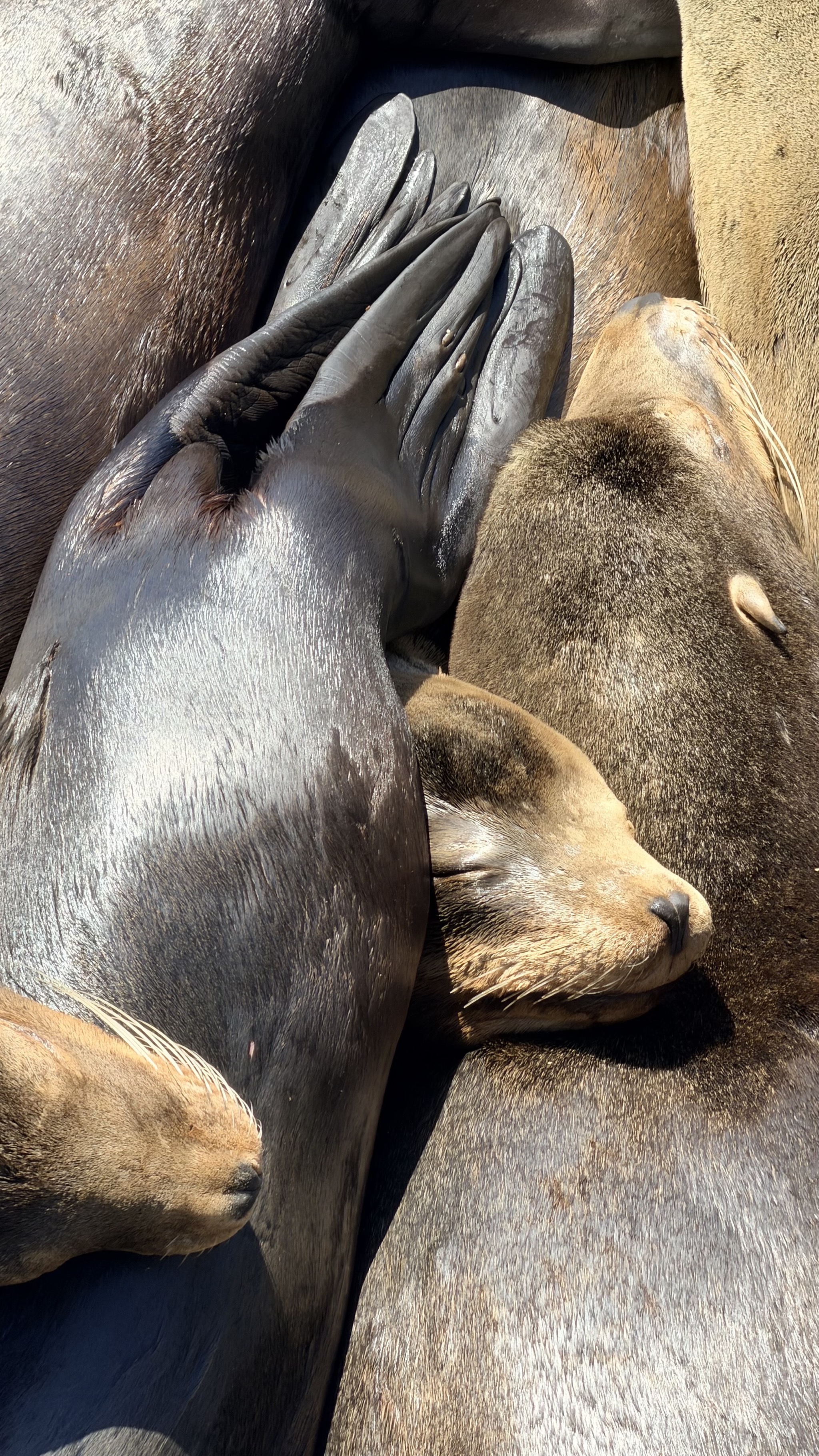 Sea lions