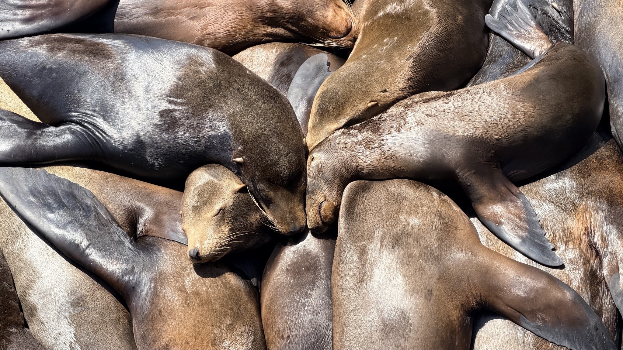 Sea lions