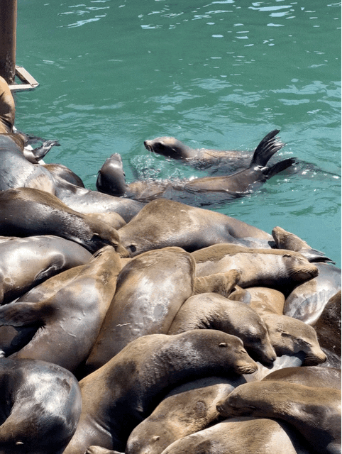 Sea lions