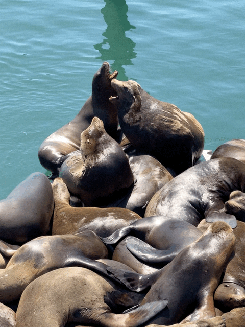 Sea lions