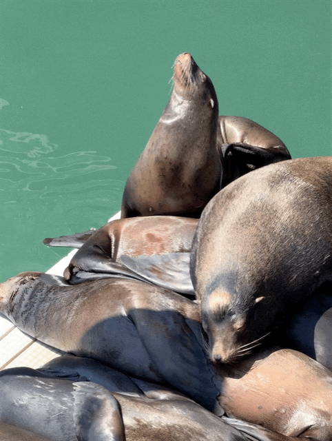 Sea lions