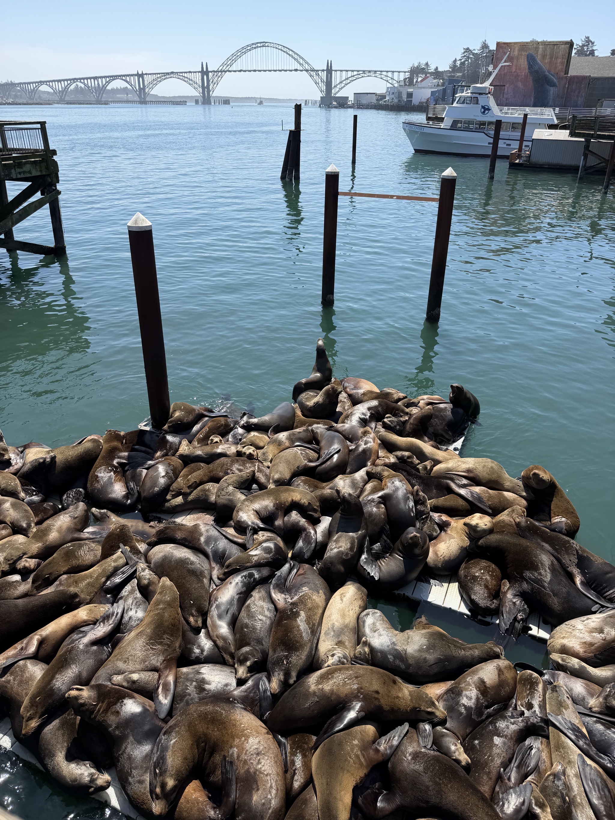 Sea lions