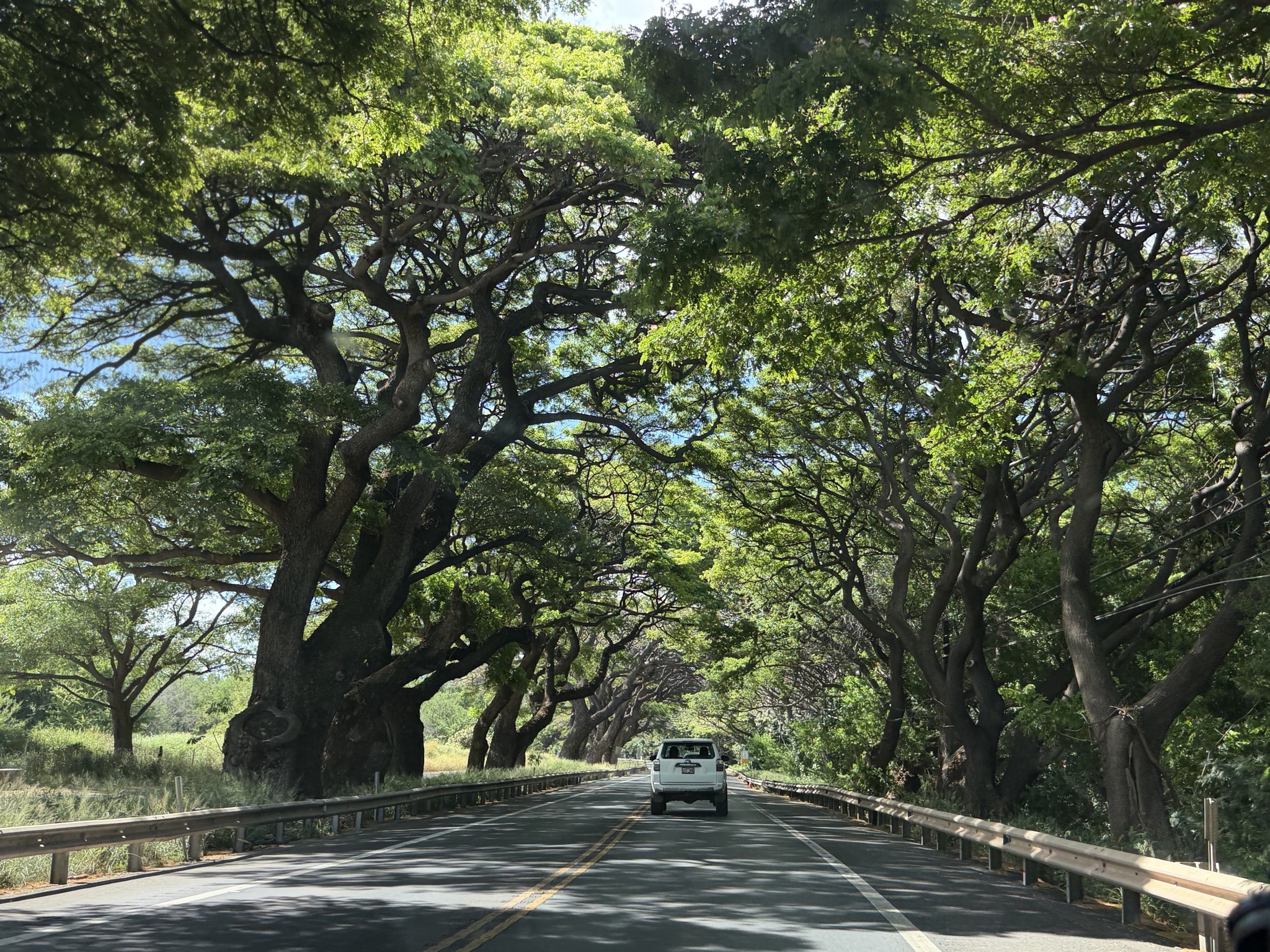 Tree tunnel