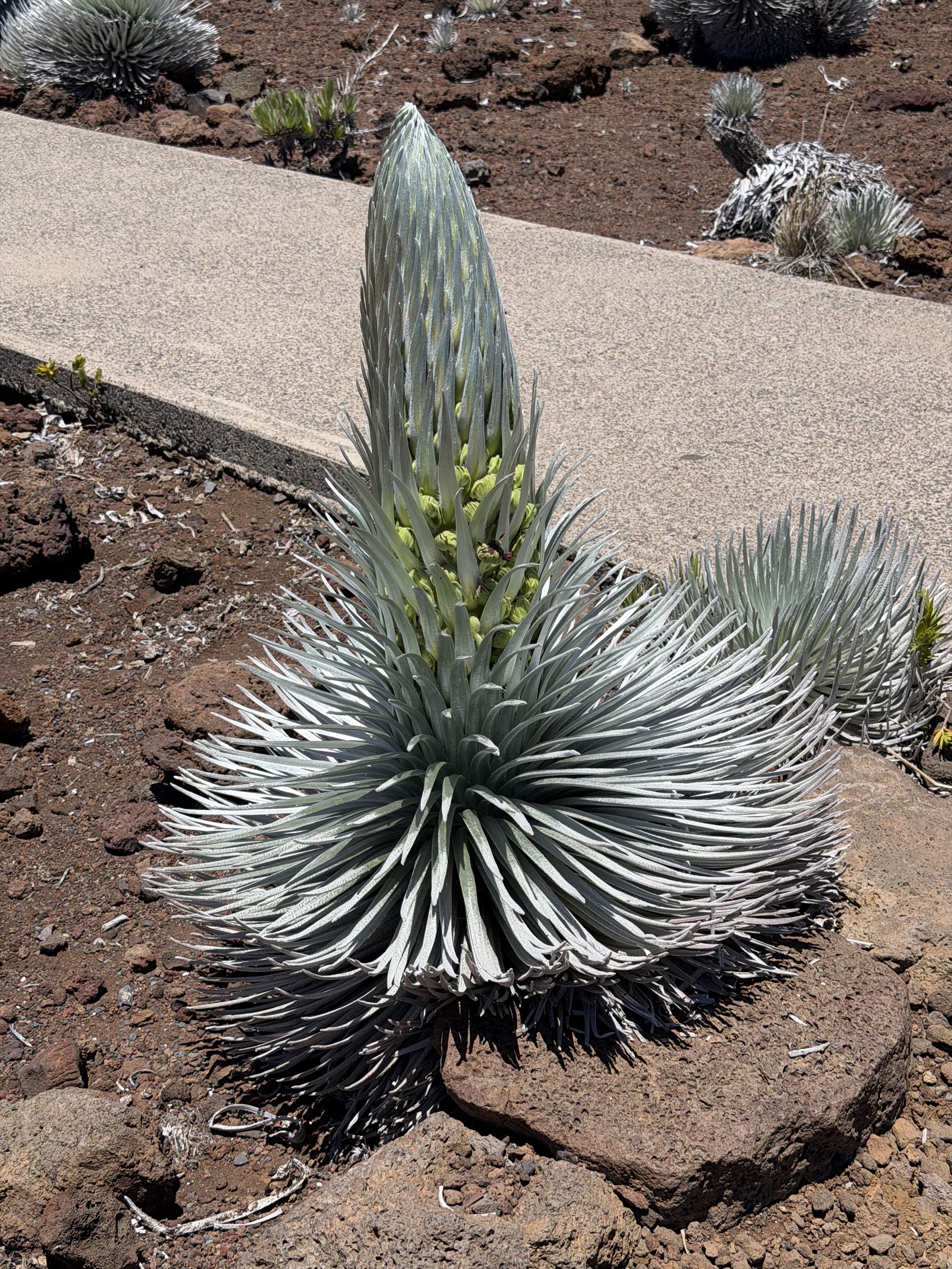 ʻĀhinahina