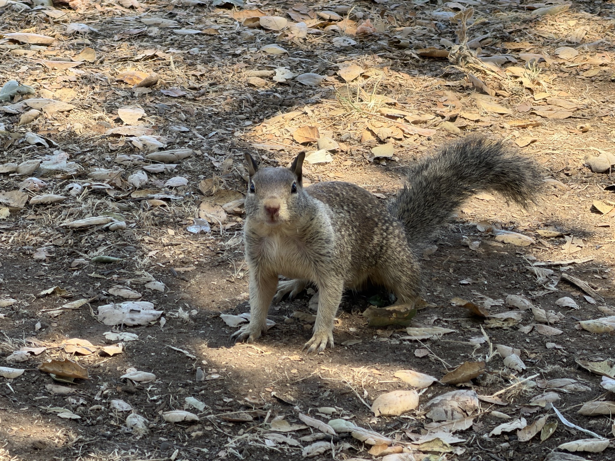 Squirrel