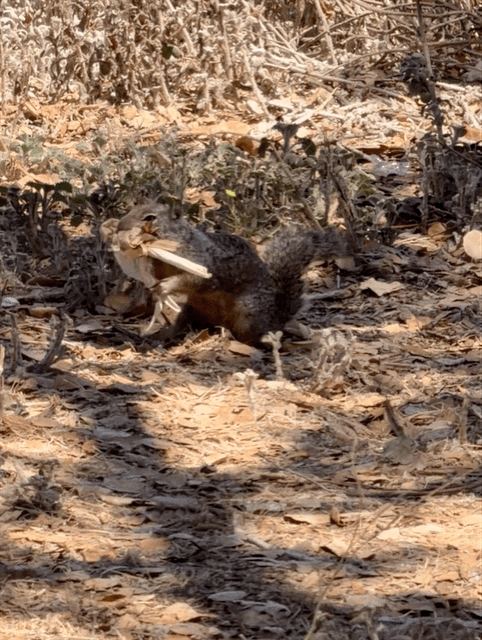 Squirrel