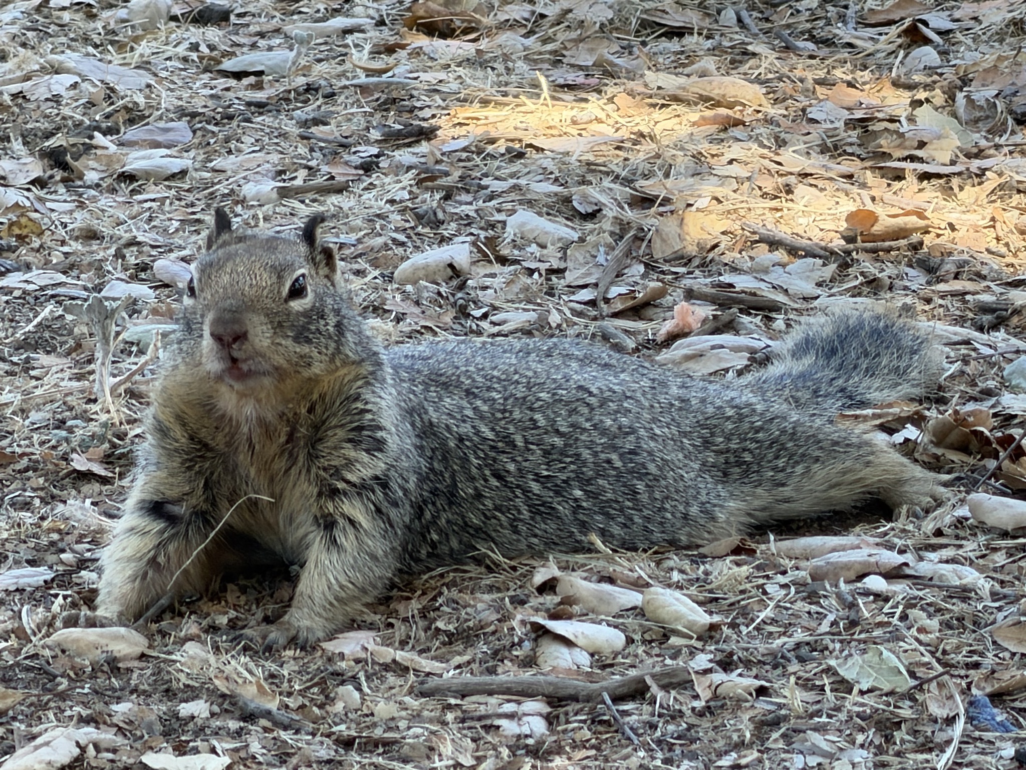 Squirrel