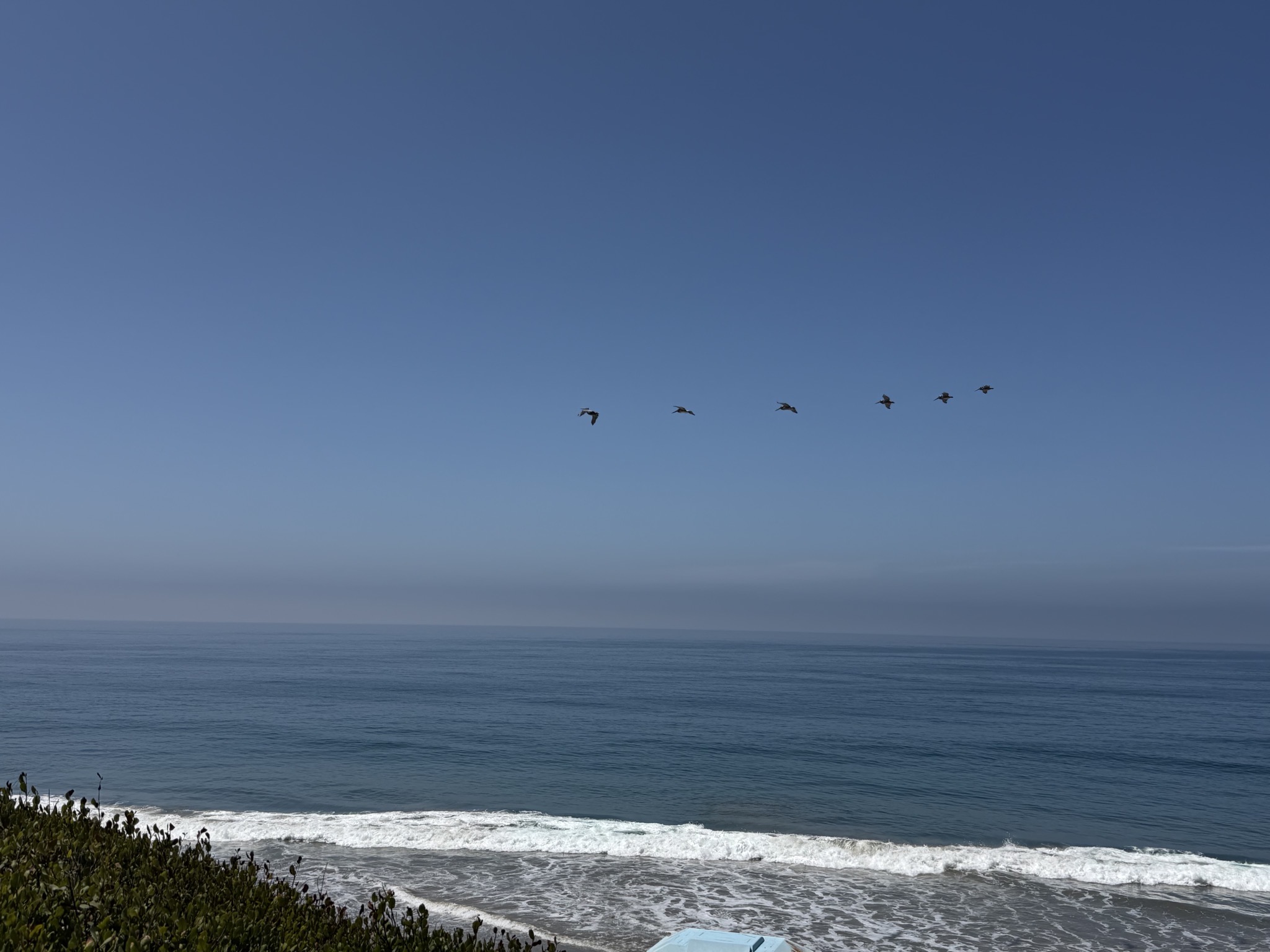 Birds and beach