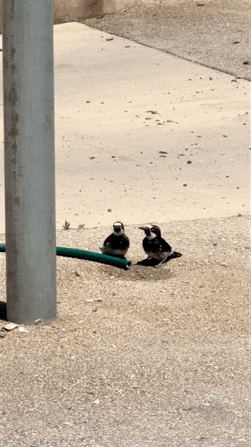 Birds drinking water from dump station hose